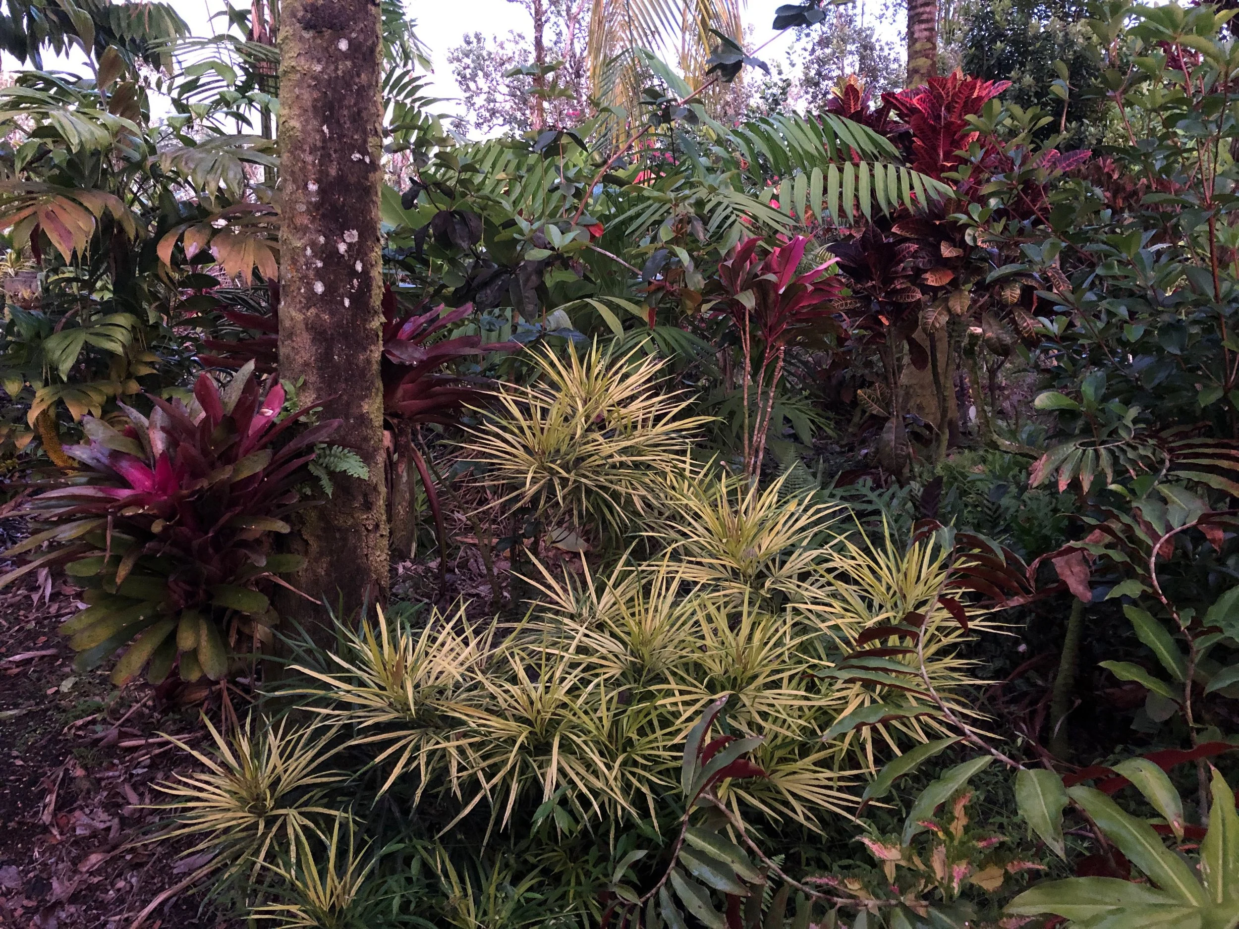 Osmoxylon lineare variegata (2).jpeg