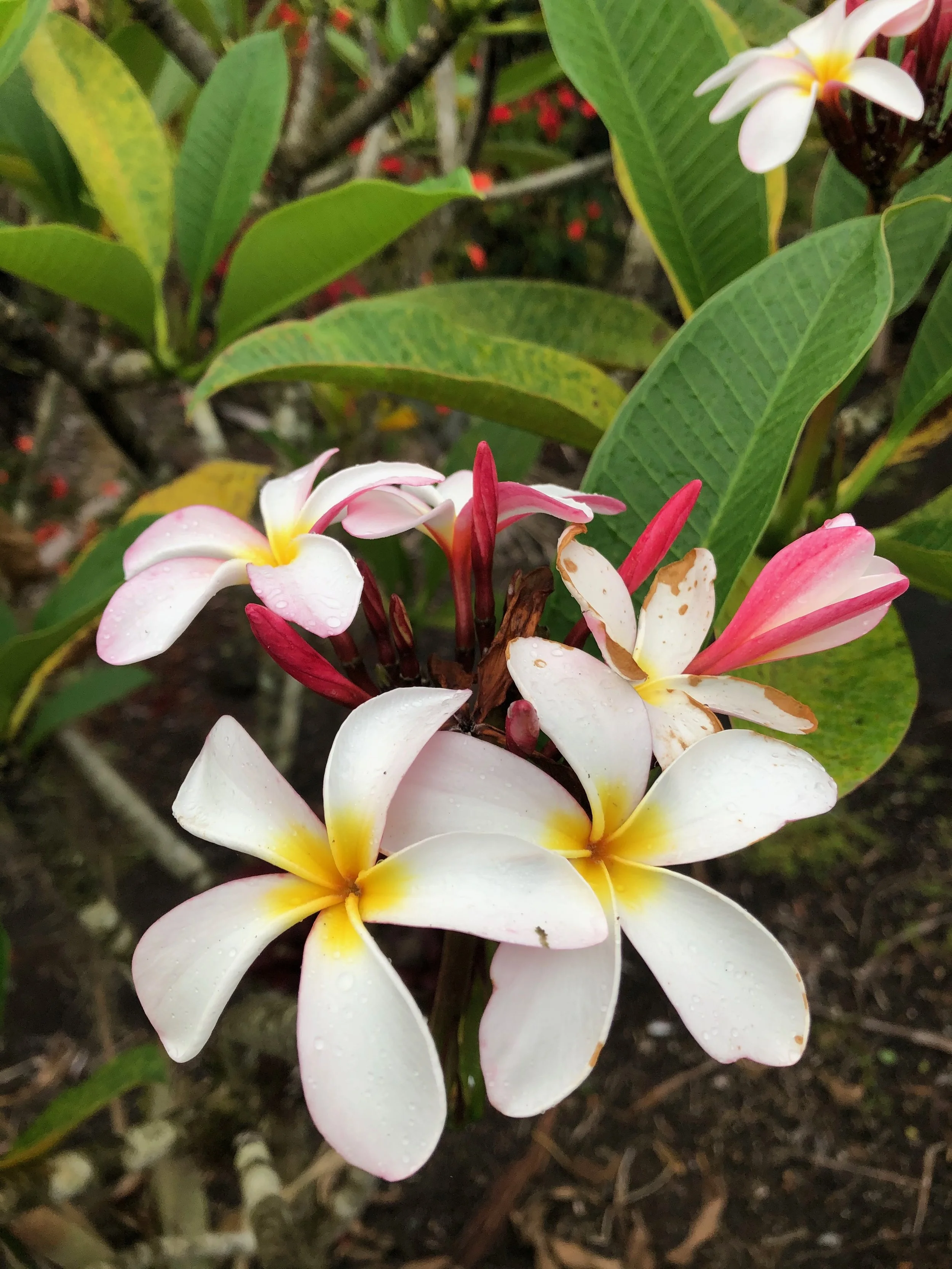 Plumeria rubra ‘Slaughter Pink’ (1).jpeg