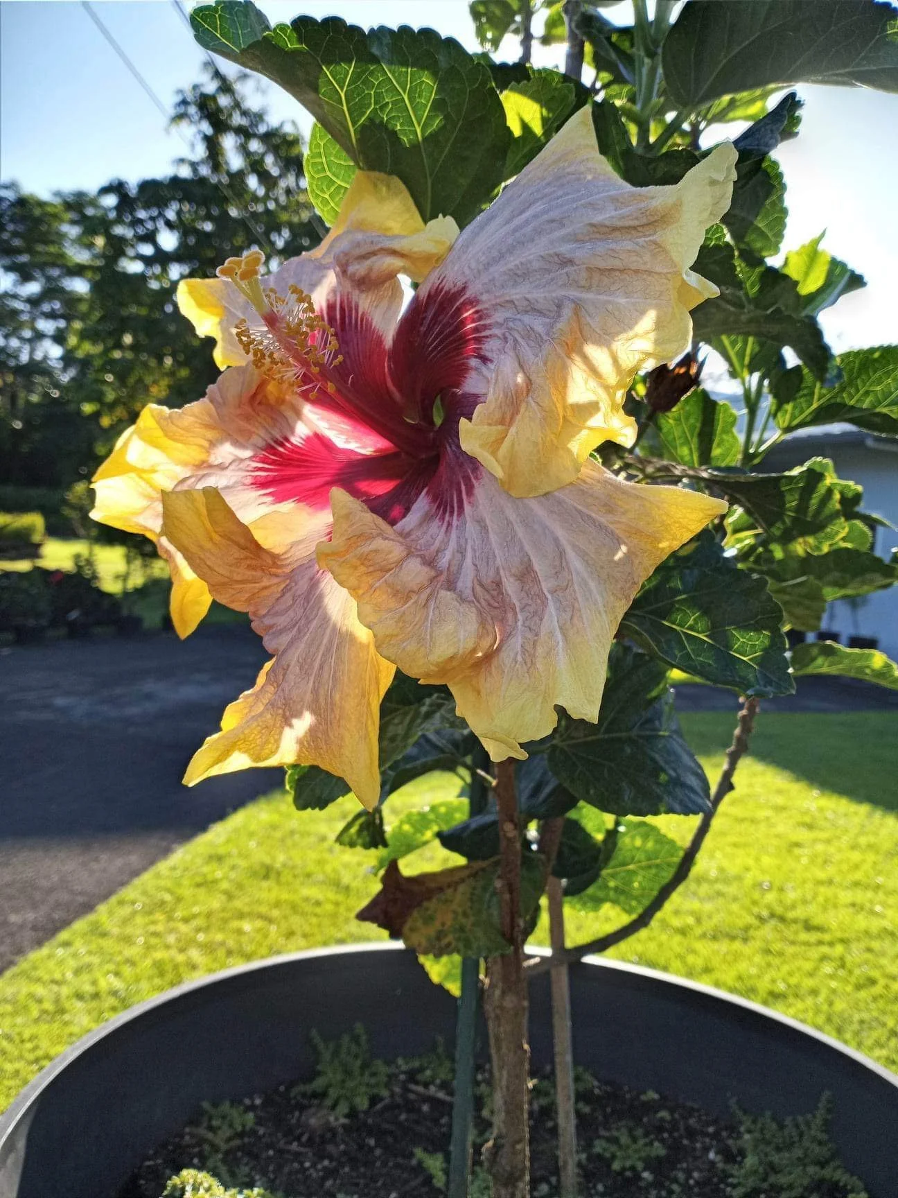 Hibiscus rosa-sinensis 'On Golden Pond'.jpeg