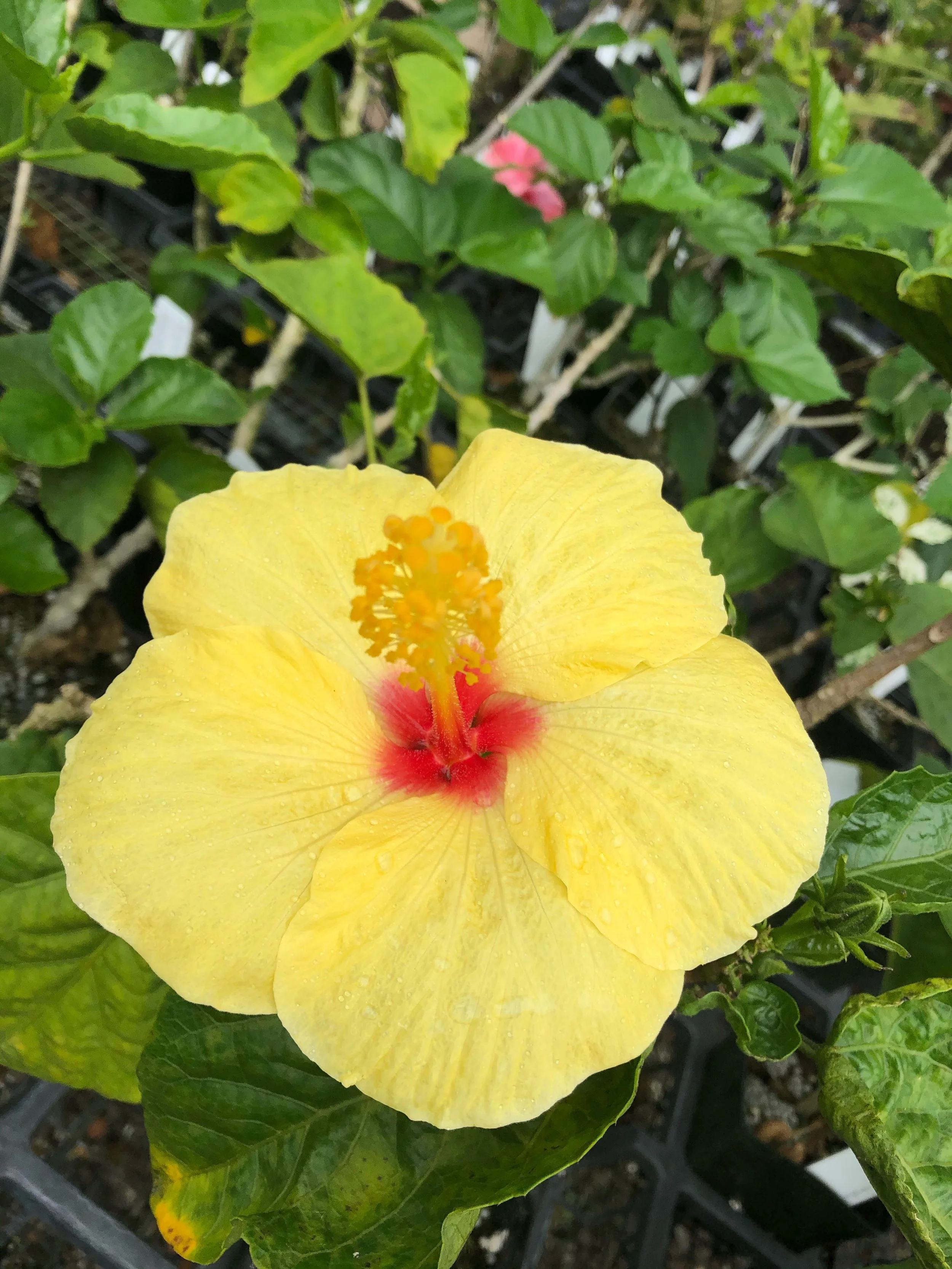 Hibiscus rosa-sinensis 'Hula Girl' (2).jpeg