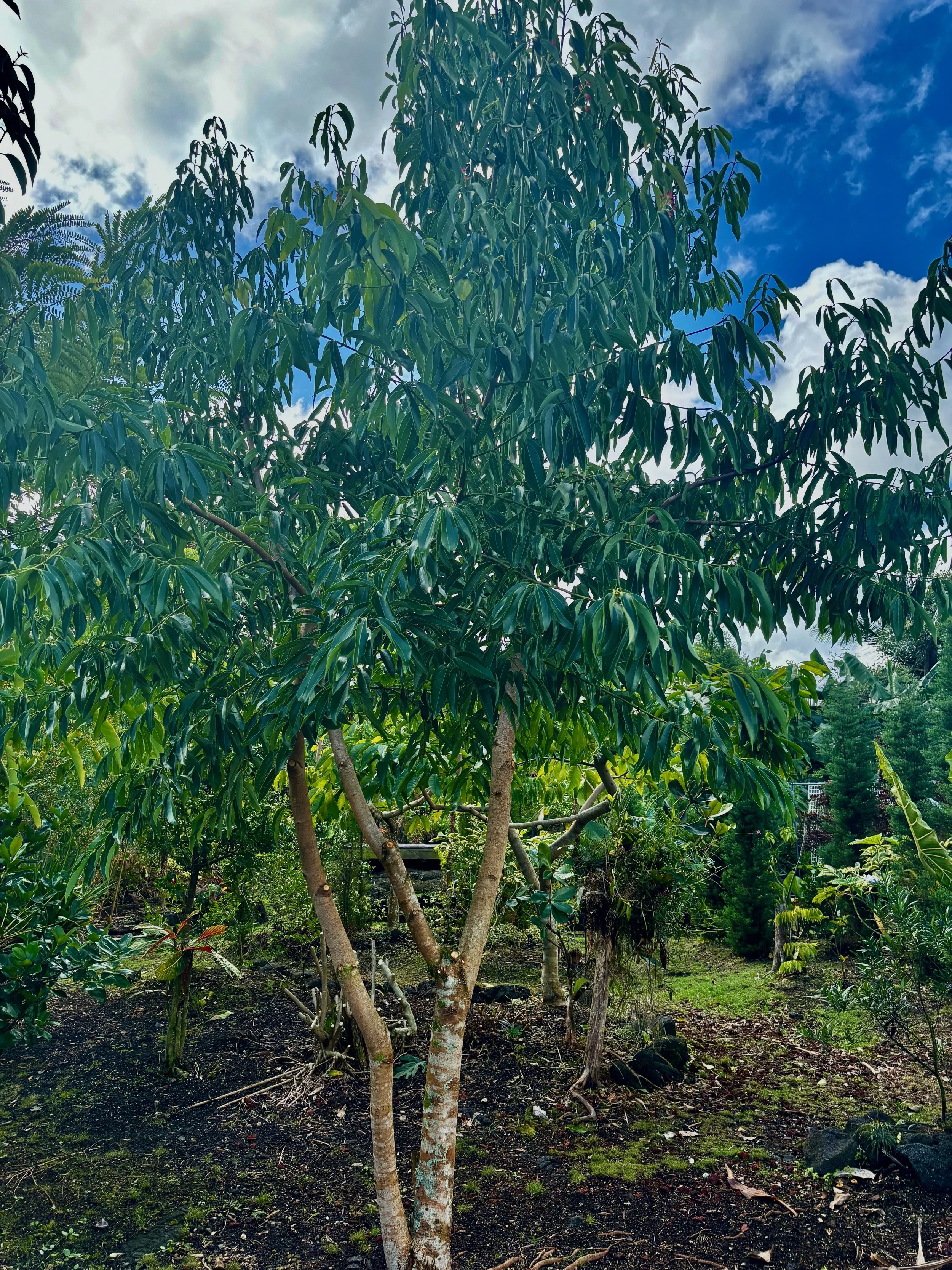 Cinnamomum verum (C. zeylanicum).jpeg