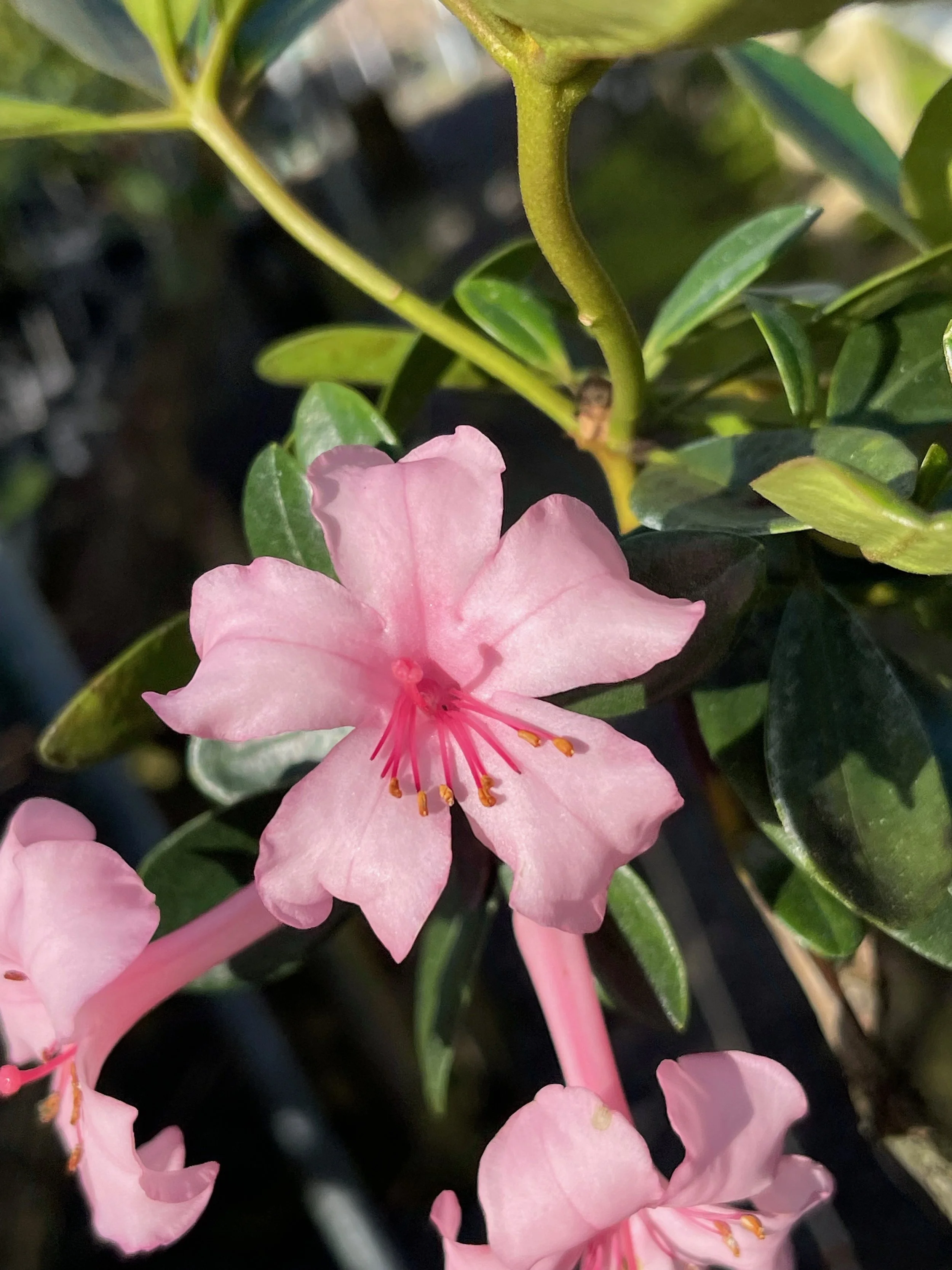 Rhododendron vireya 'First Light' (1).jpeg