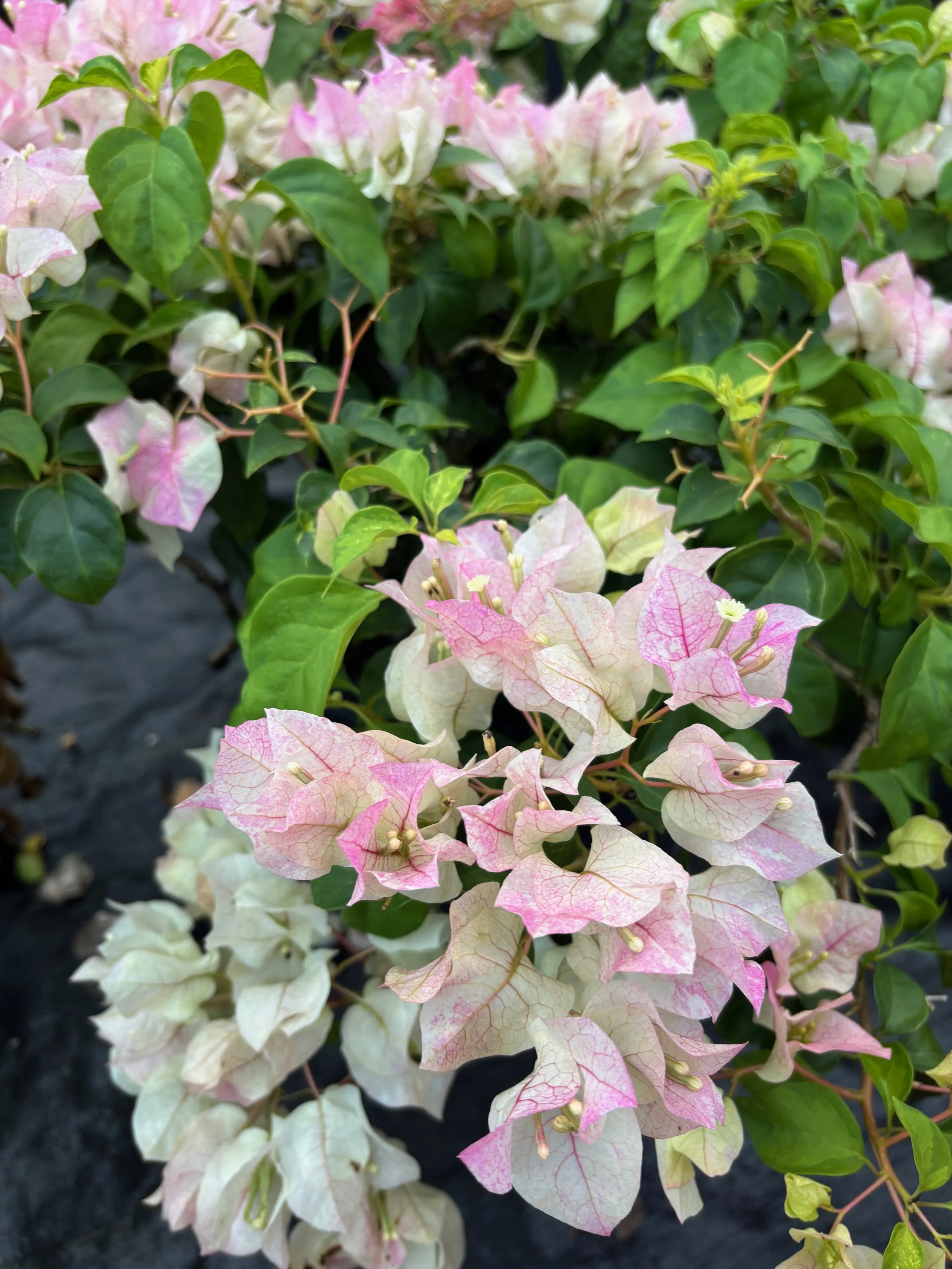 Bougainvillea 'Sunstone White'.jpeg