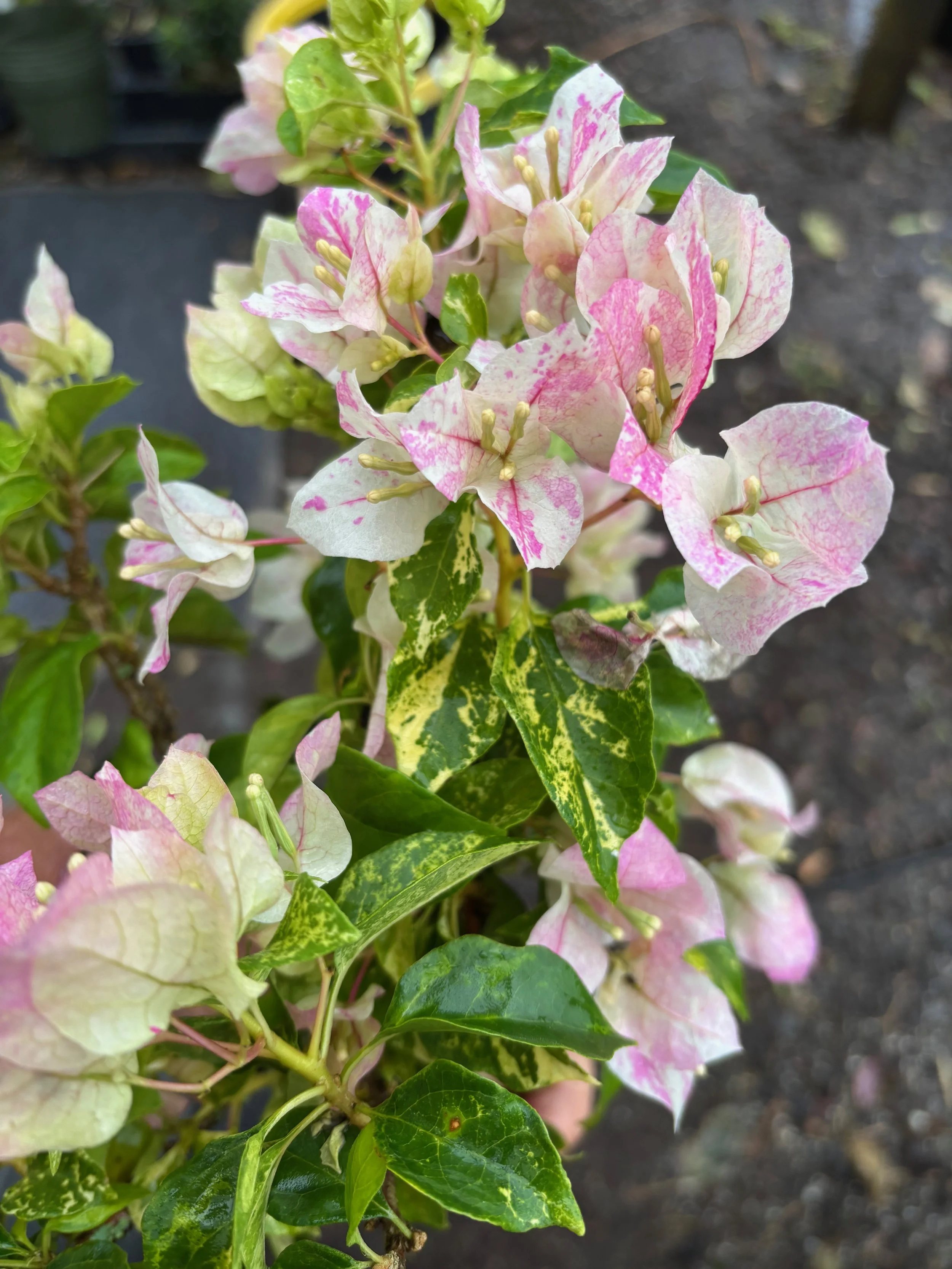 Bougainvillea 'Sunstone White' (1).jpeg