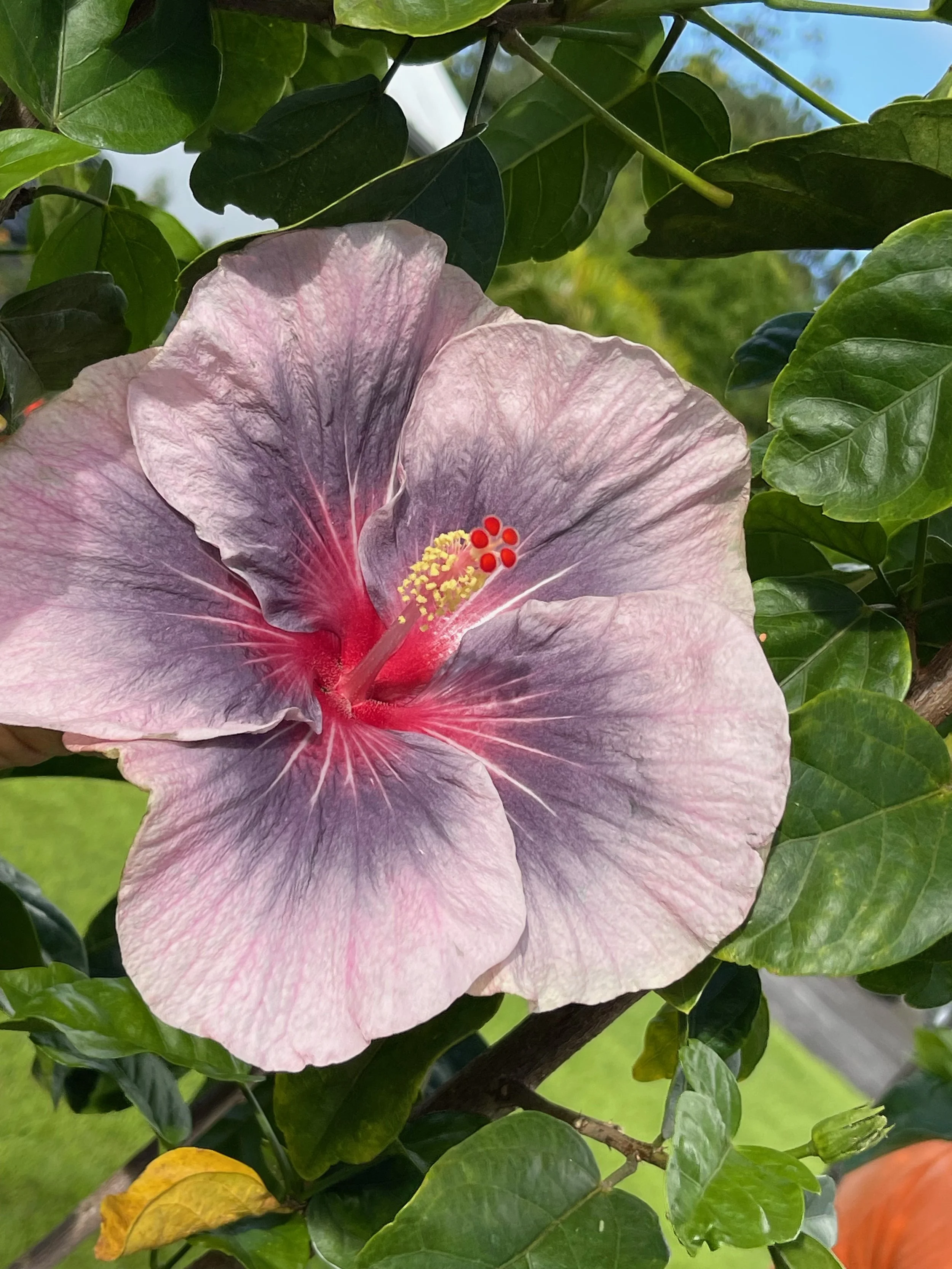 Hibiscus rosa-sinensis 'Midnight Tryst'.jpeg
