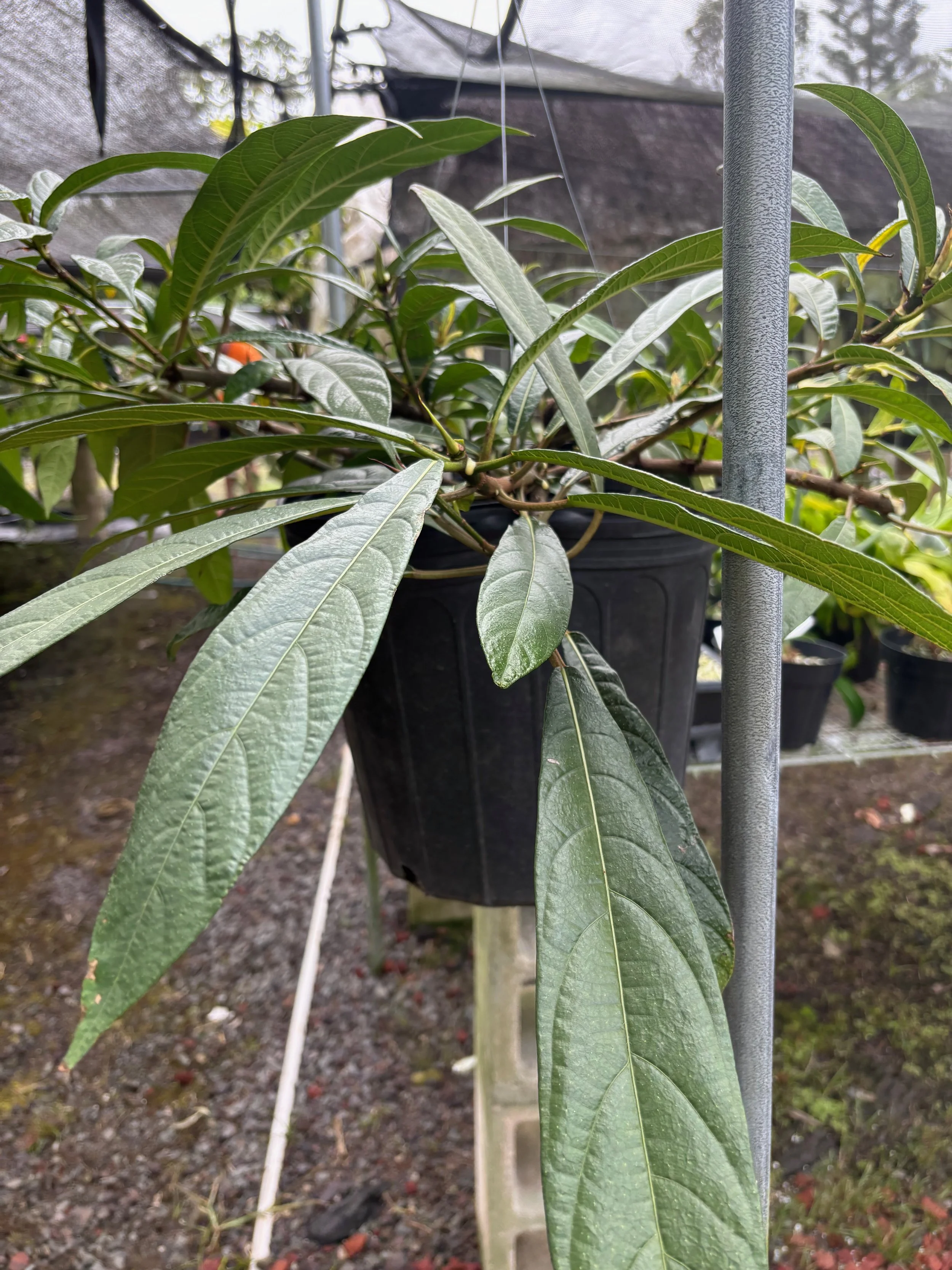 Ficus squamosa (1).jpeg