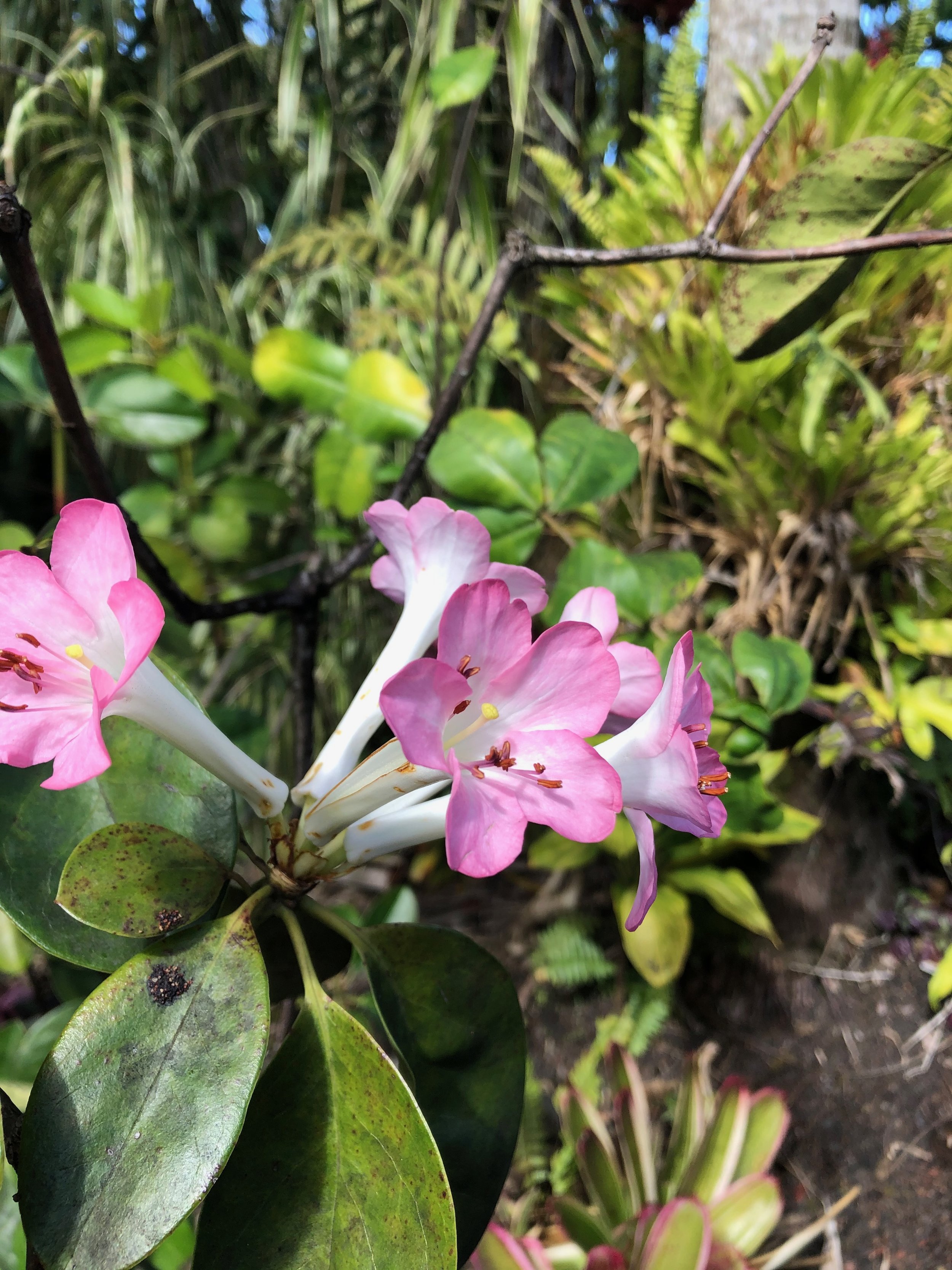 Rhododendron vireya (11) small lt pink (4).jpeg