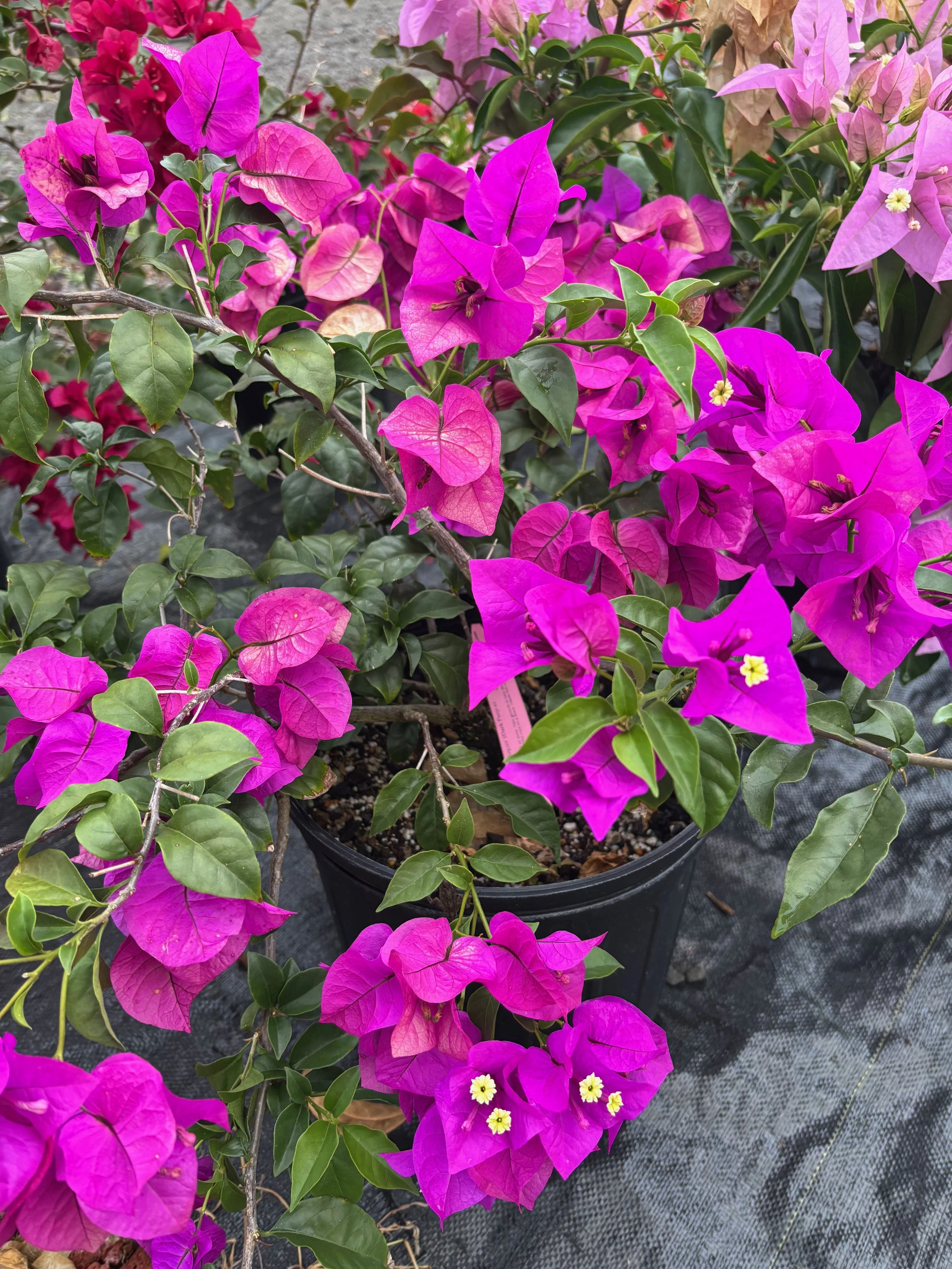 Bougainvillea 'Elizabeth Angus' (Dark Purple).jpeg
