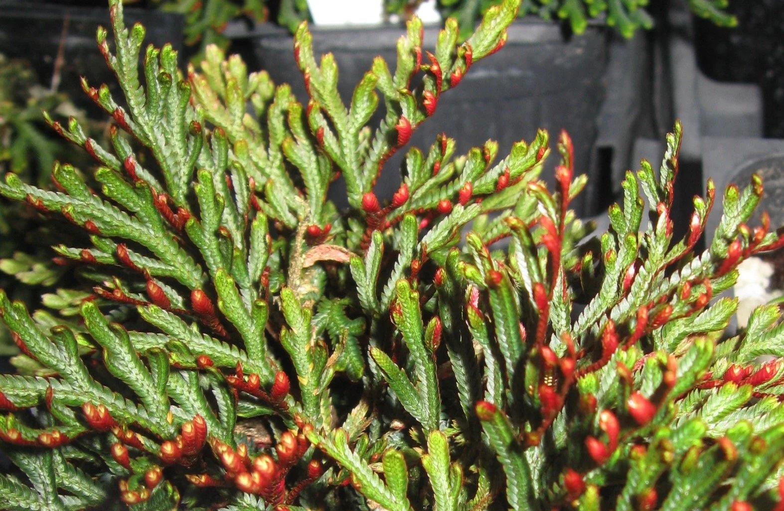 Selaginella erythropus 'Sanguinea'.jpeg
