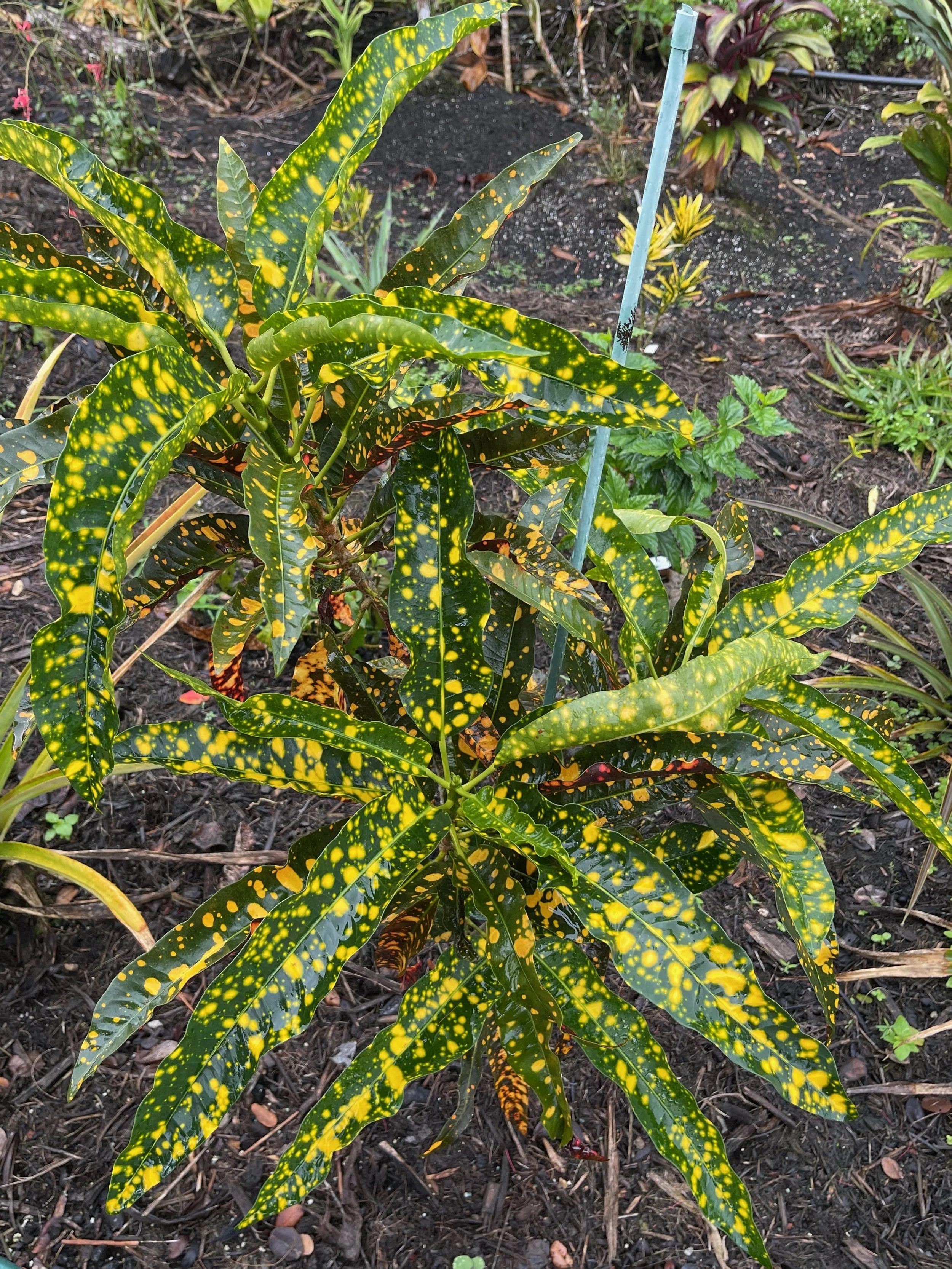Codiaeum 'Pride of Naples' (1).jpeg