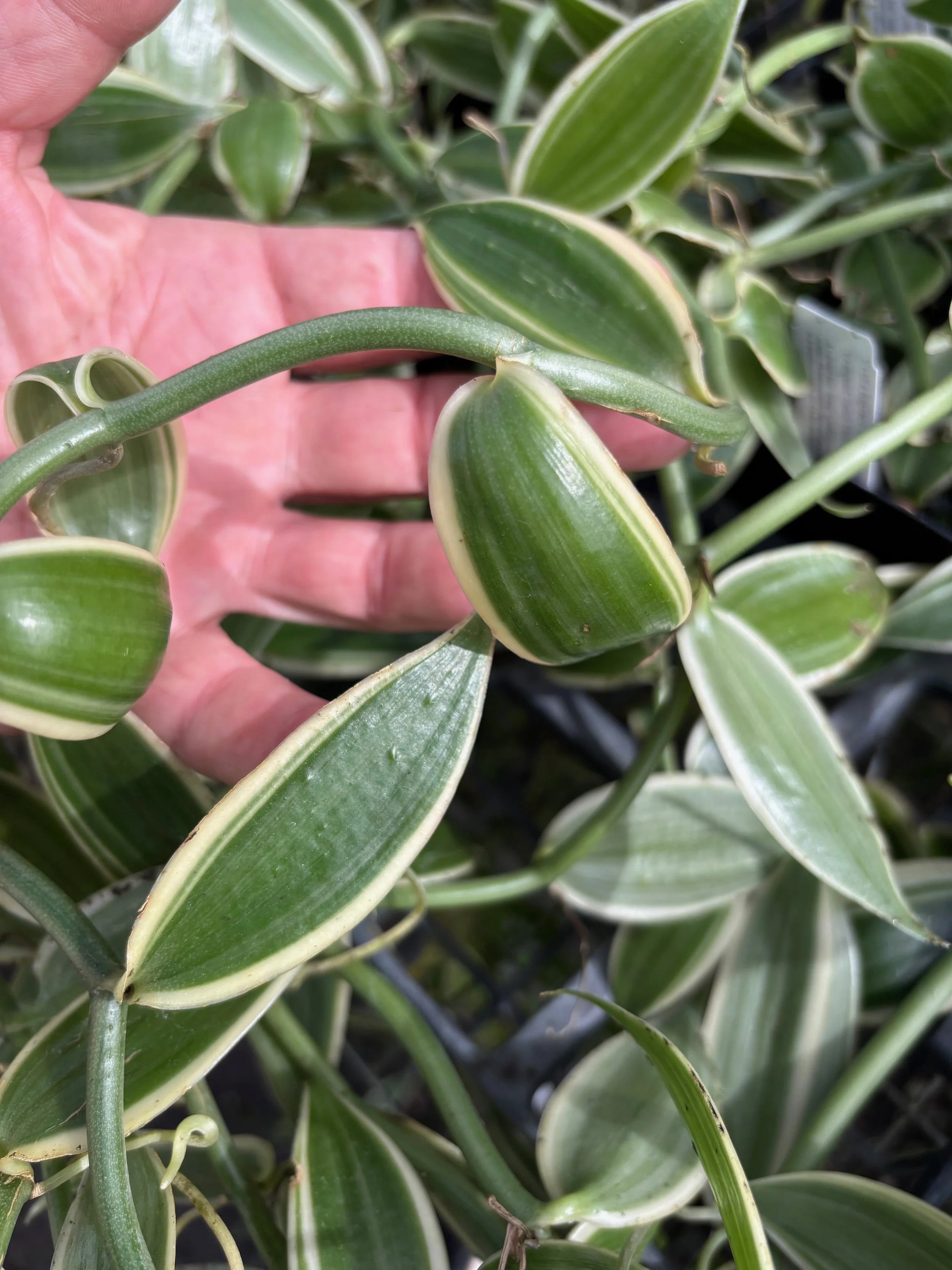 Vanilla fragrans 'Albo Marginata' (V. planifolia) (2).jpeg