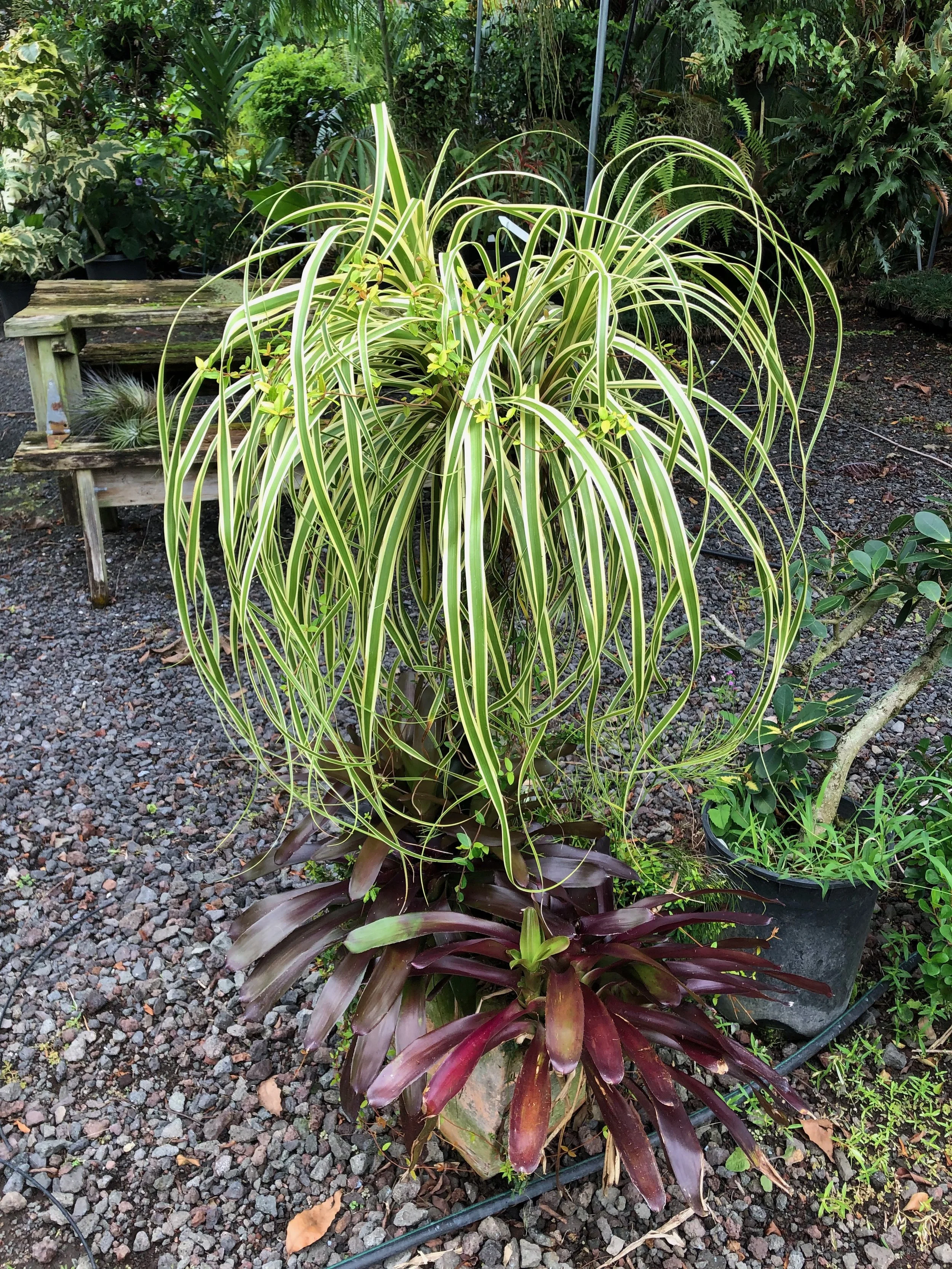 Beaucarnea recurvifolia variegata.jpeg