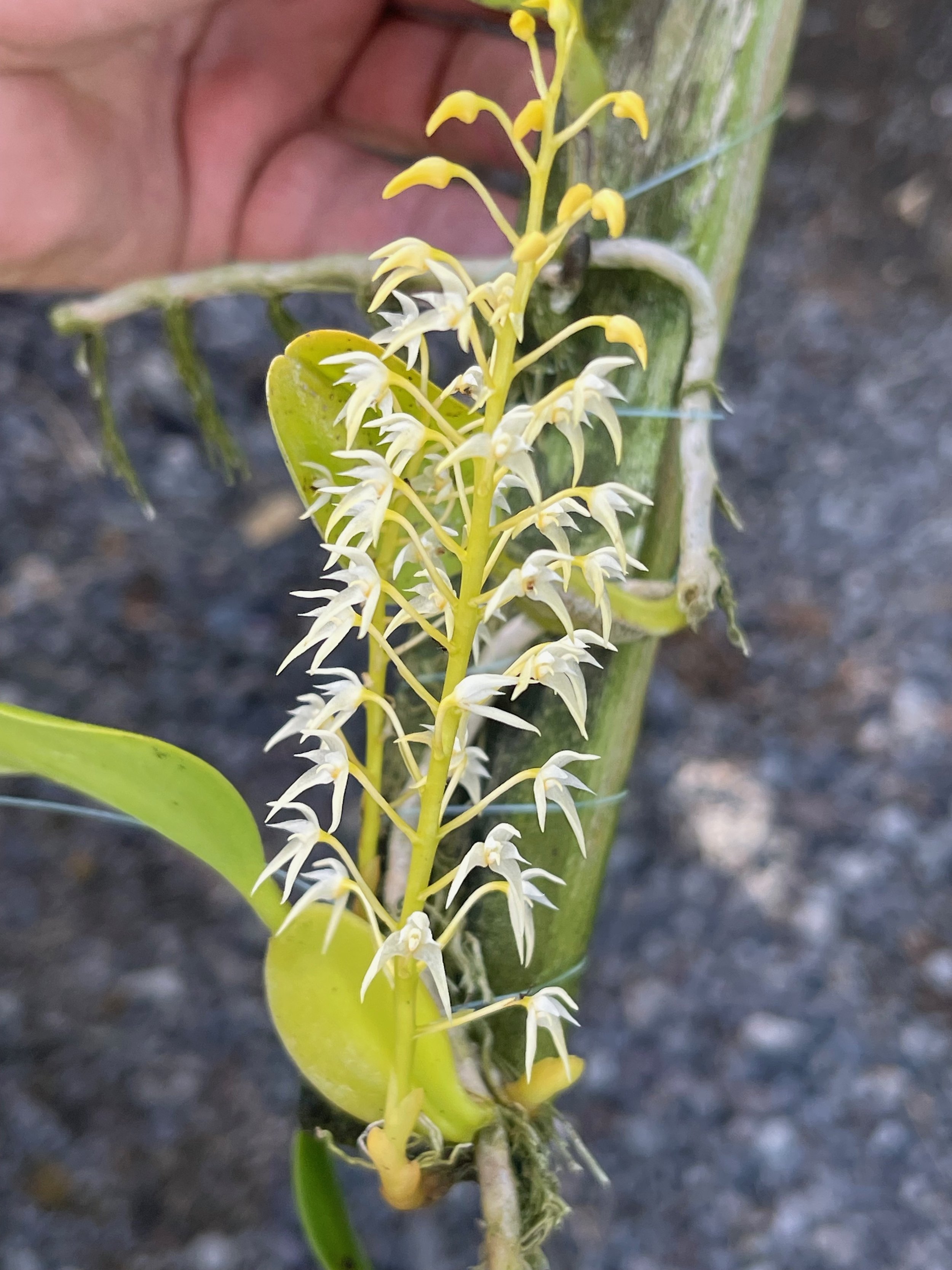 Bulbophyllum laxiflorum (maybe - small white flw) (1).jpeg