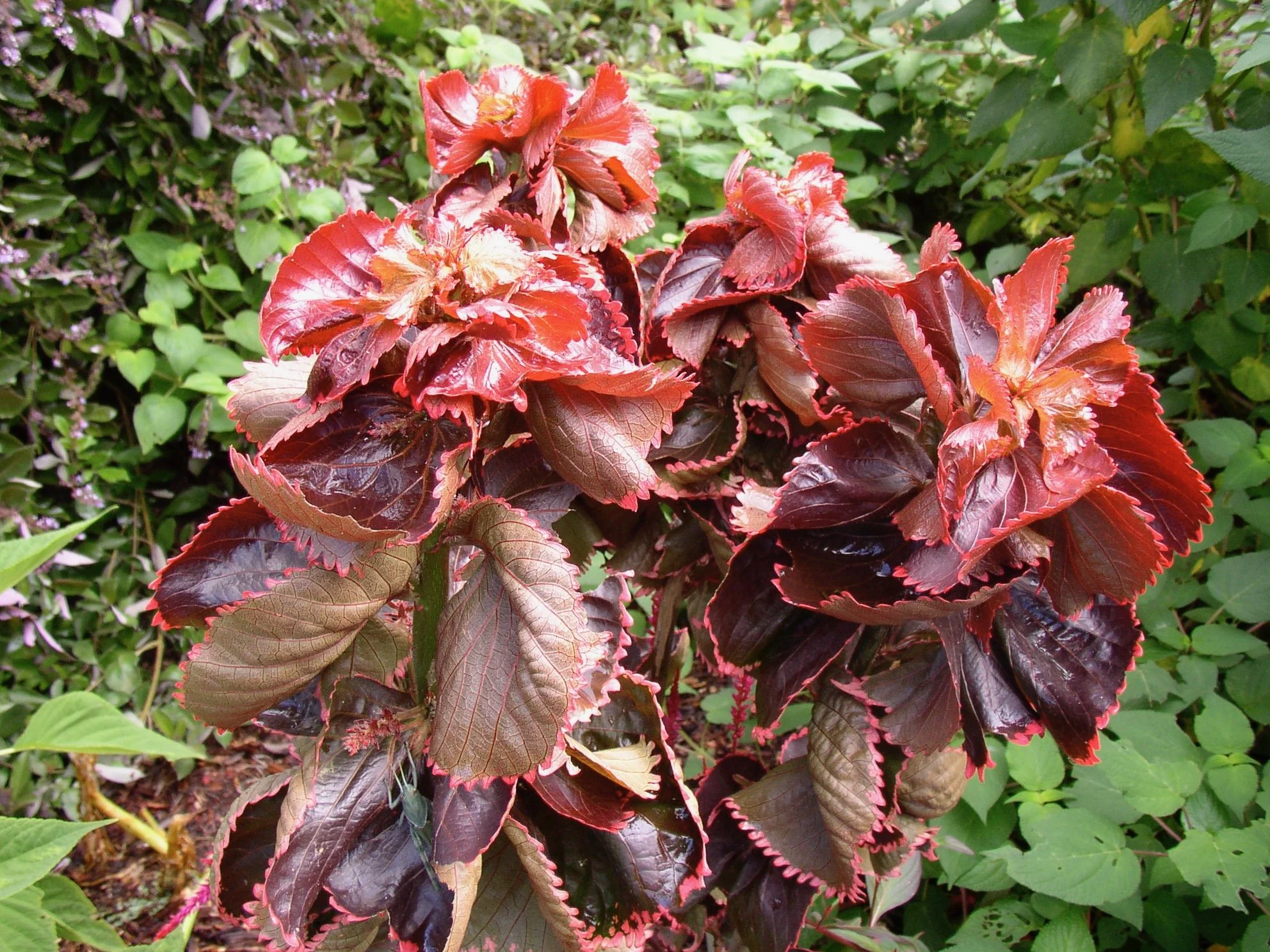 Acalypha wilkesiana 'Ceylon Red'.jpeg