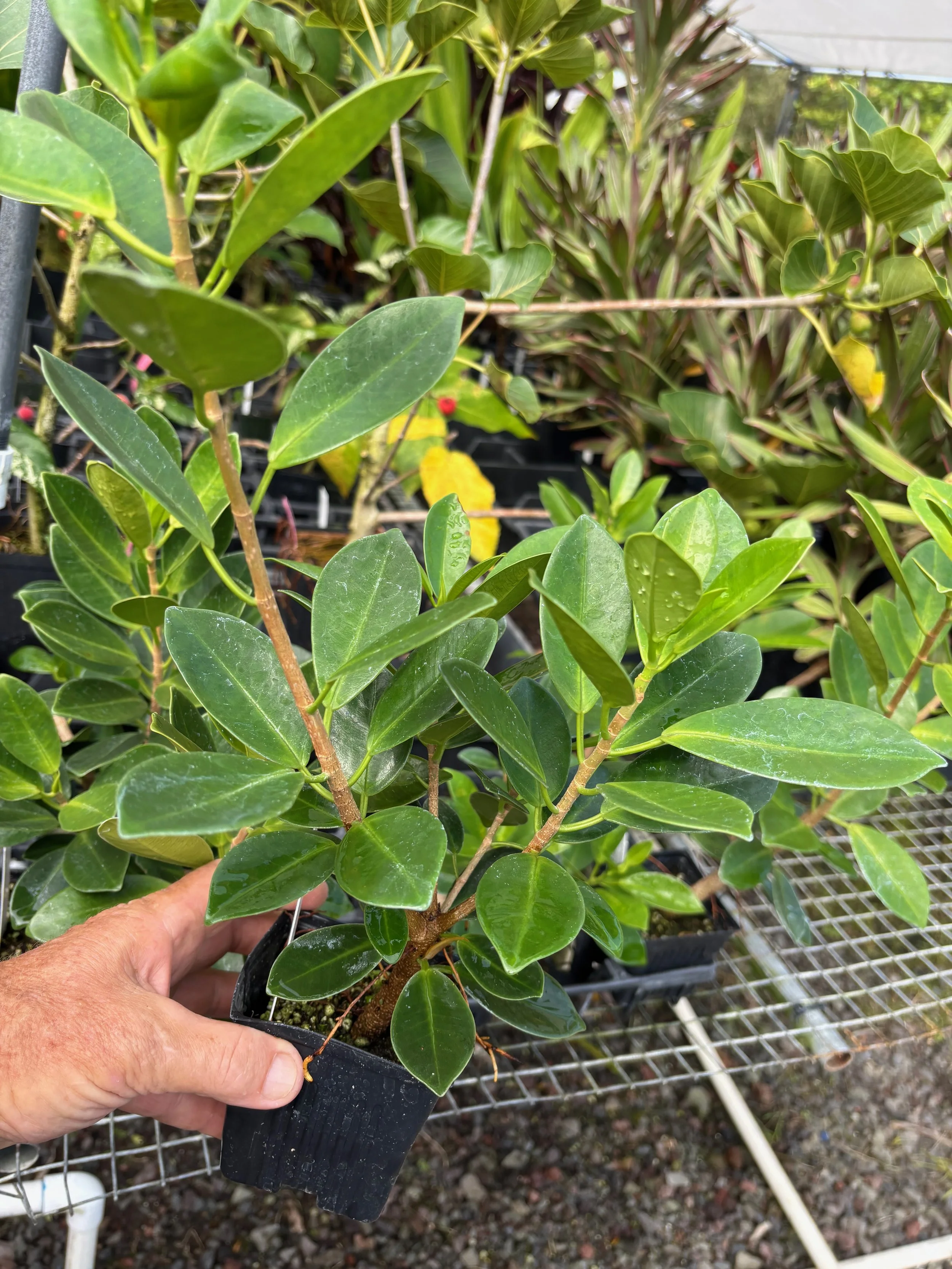 Ficus microcarpa var. crassifolia (upright form) — Vintage Green Farms ...