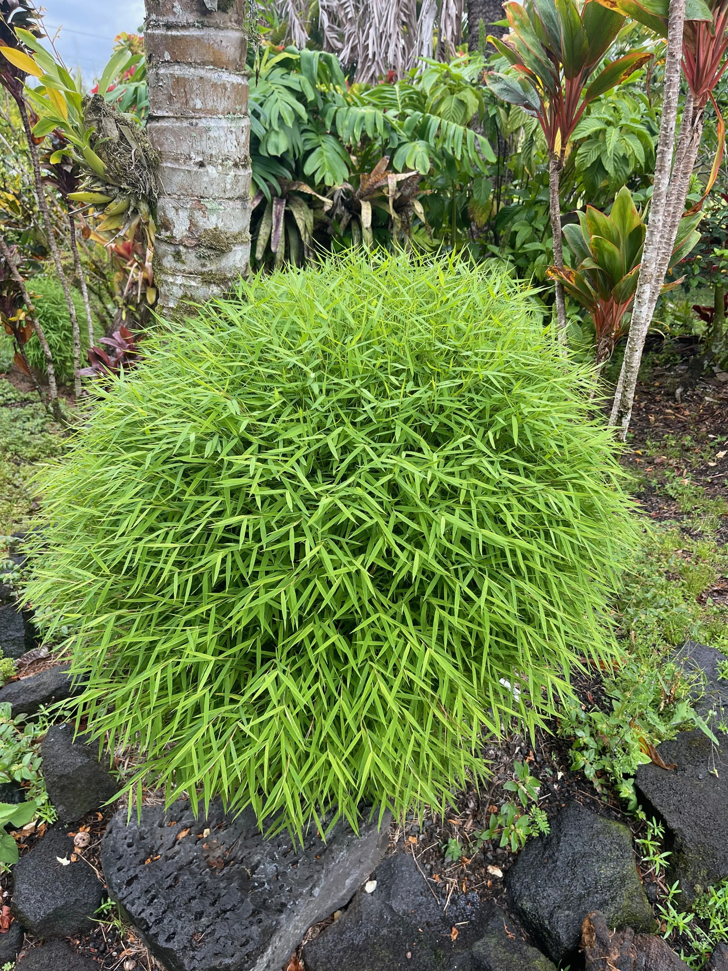 Pogonatherum paniceum (1).jpeg