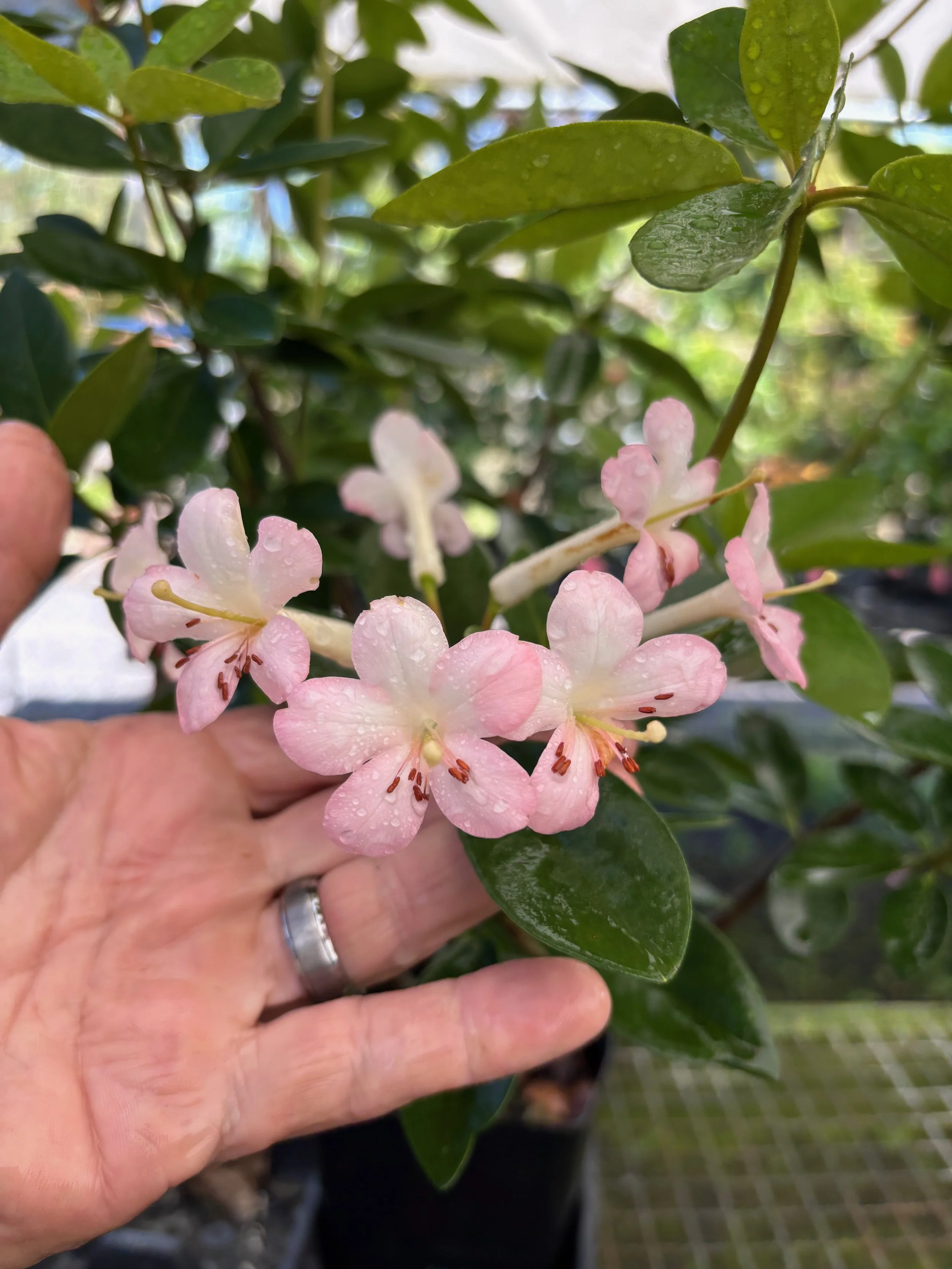 Rhododendron vireya (11) small lt pink.jpeg