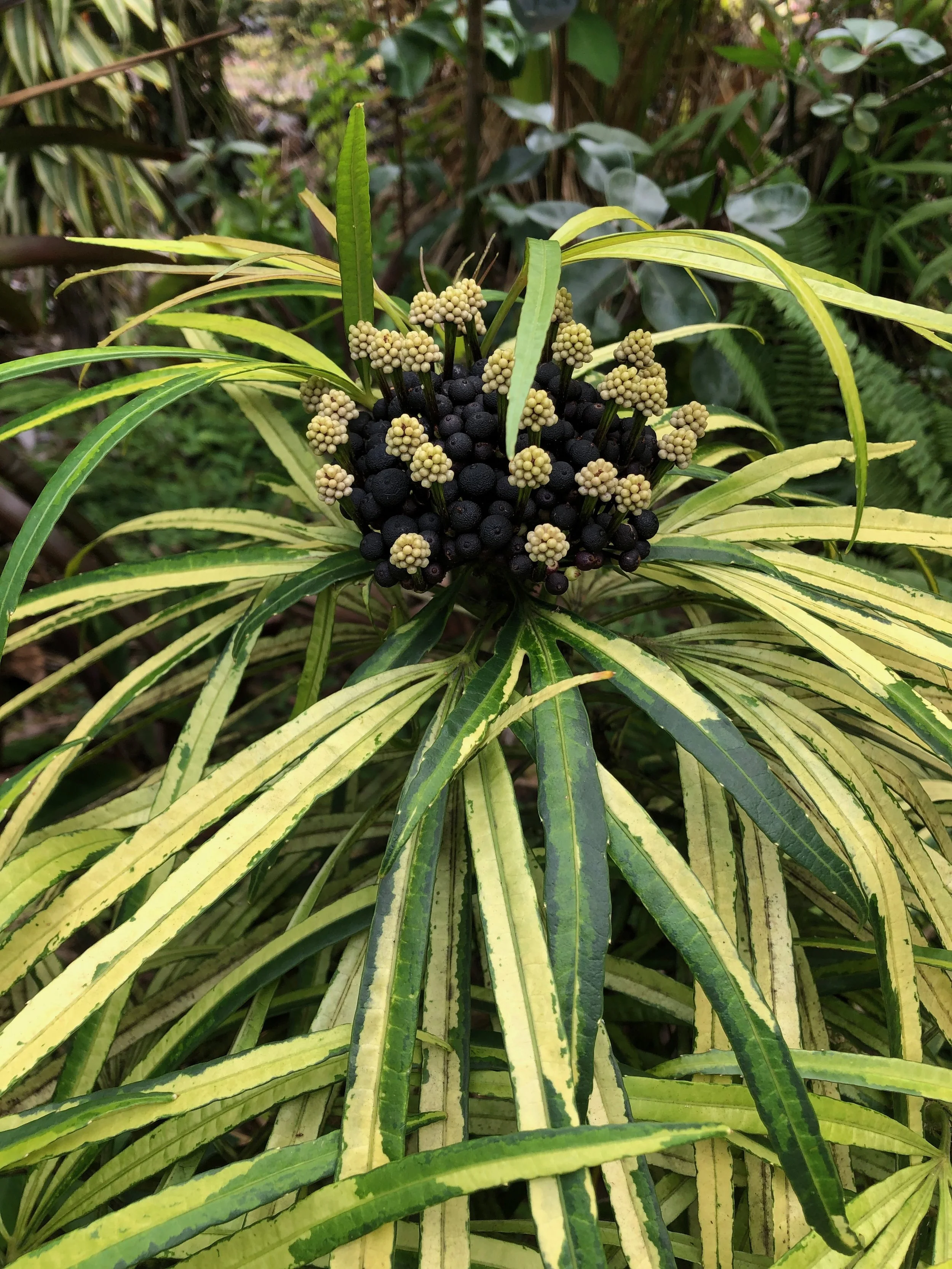 Osmoxylon lineare variegata (3).jpeg