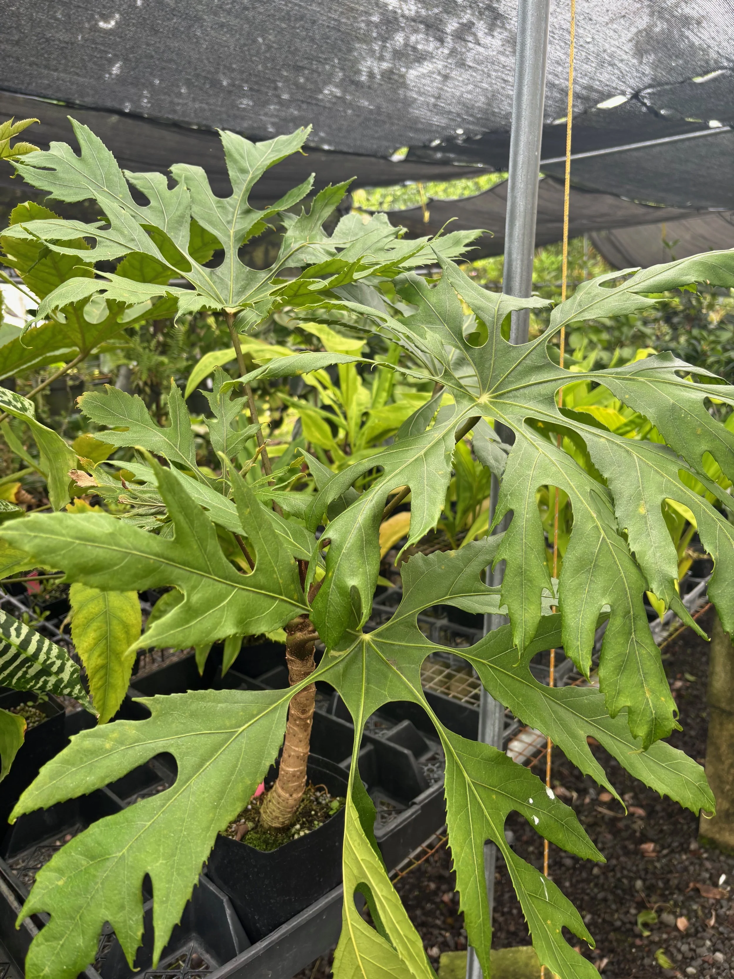 Trevesia palmata.jpeg