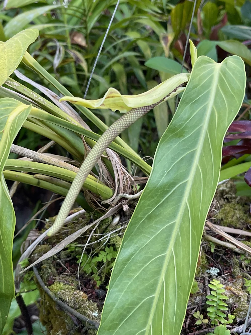 Aroids - Anthurium  Vintage Green Farms with Tom Piergrossi