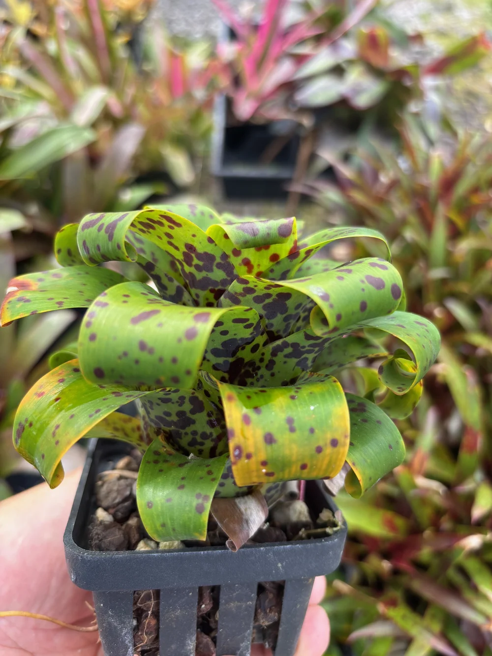 bud plants for sale Redbud Tree Seedlings for Sale main image 1