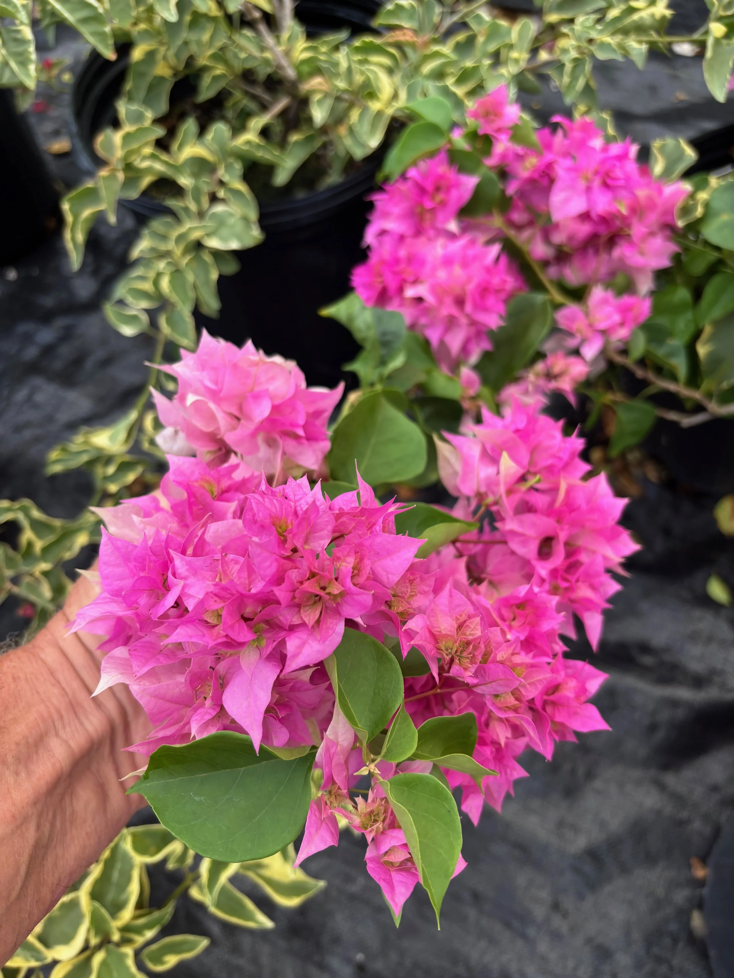 Bougainvillea (Double Pink).jpeg