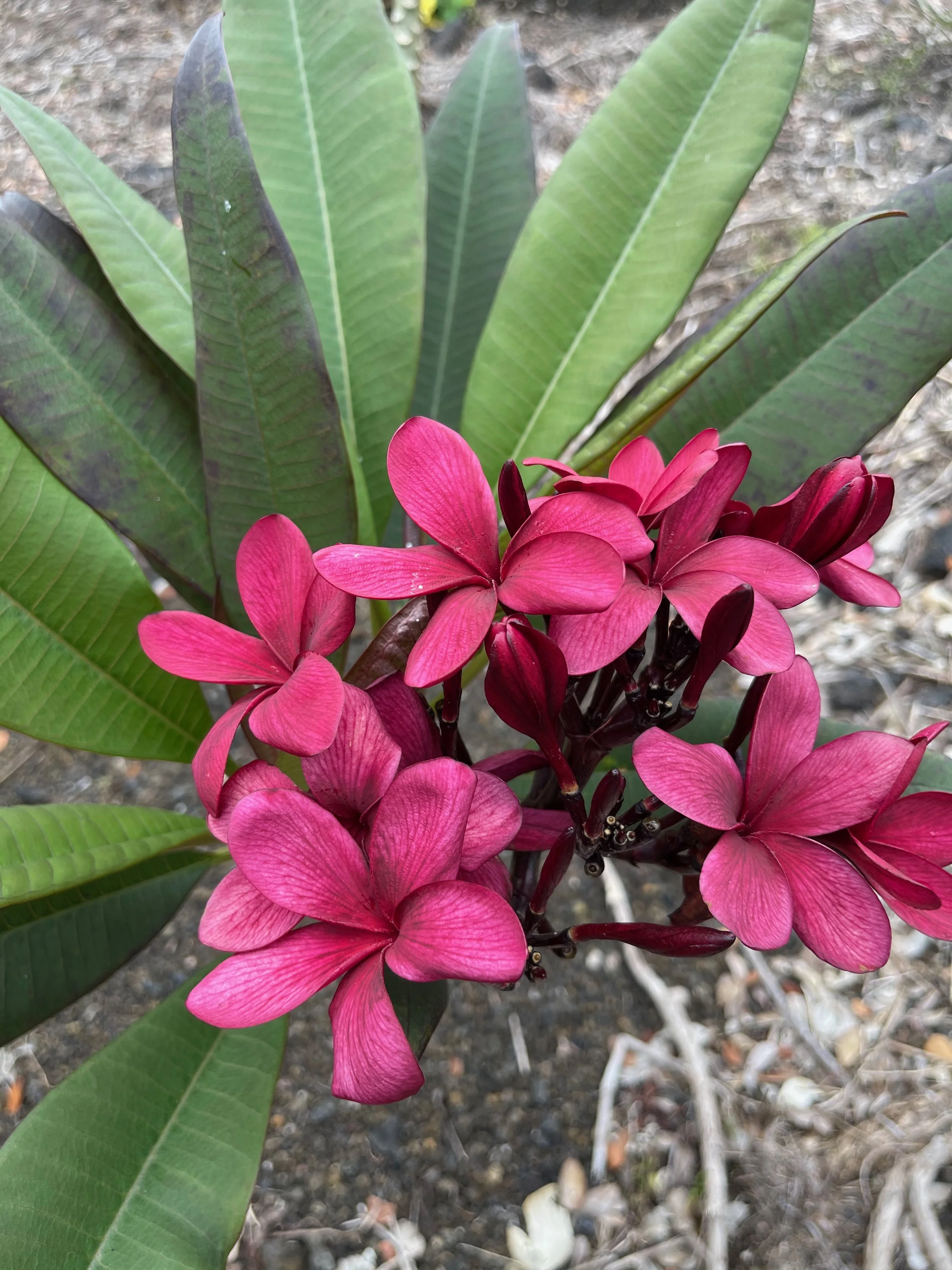Plumeria rubra 'Dark Red' Scott Pratt (8).jpeg