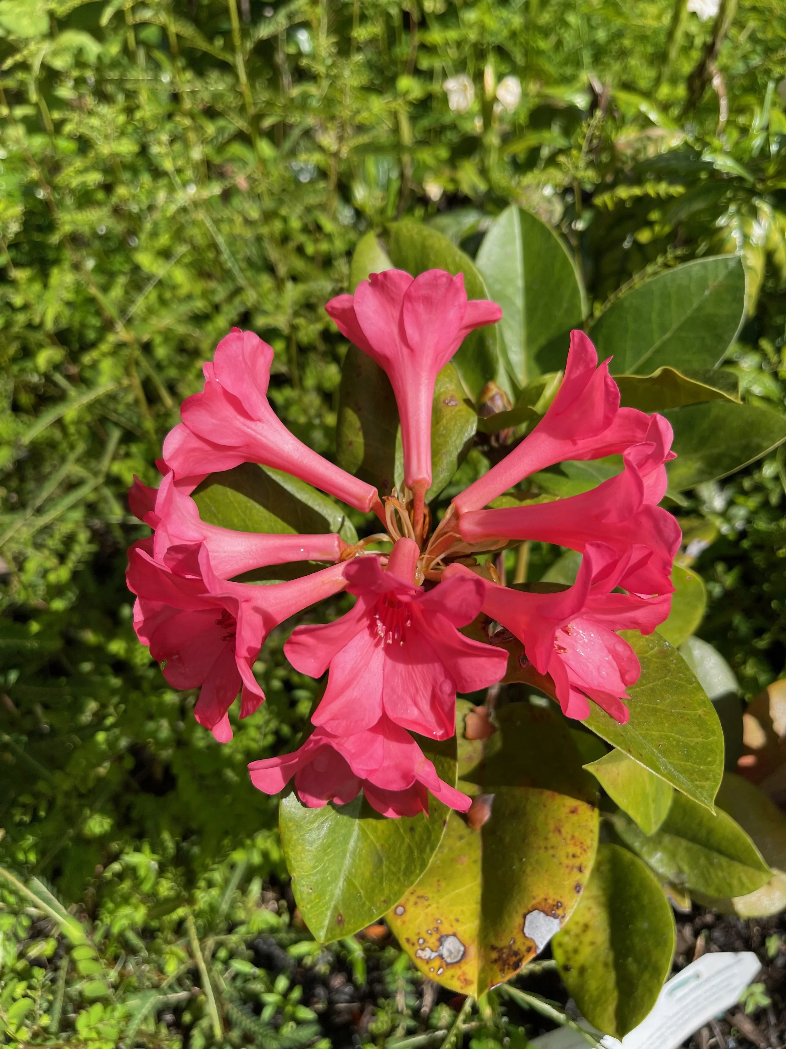 Rhododendron vireya 'Great Scentsation' (2).jpeg