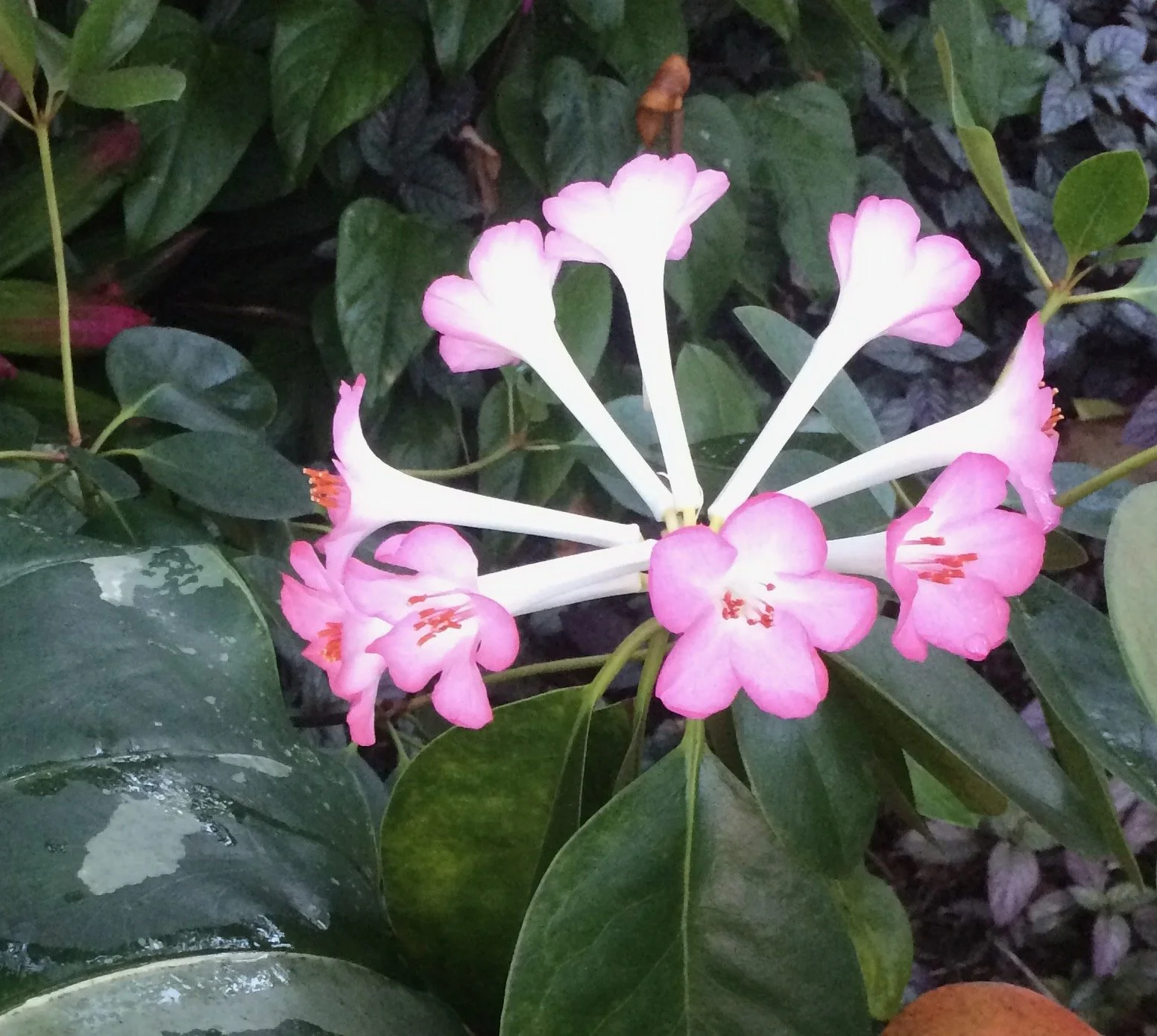 Rhododendron vireya (11) small lt pink (5).jpeg