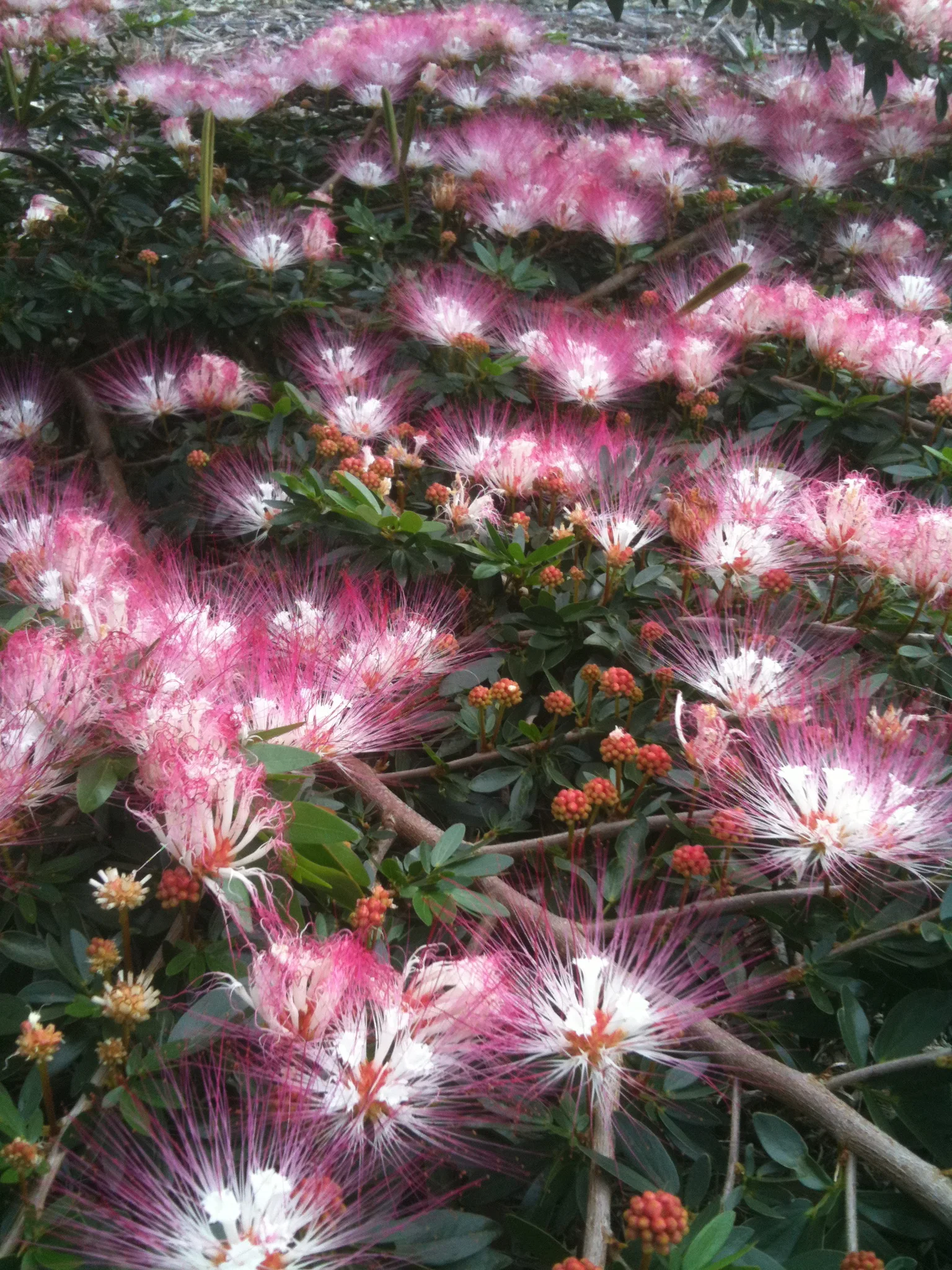 Calliandra schultzei