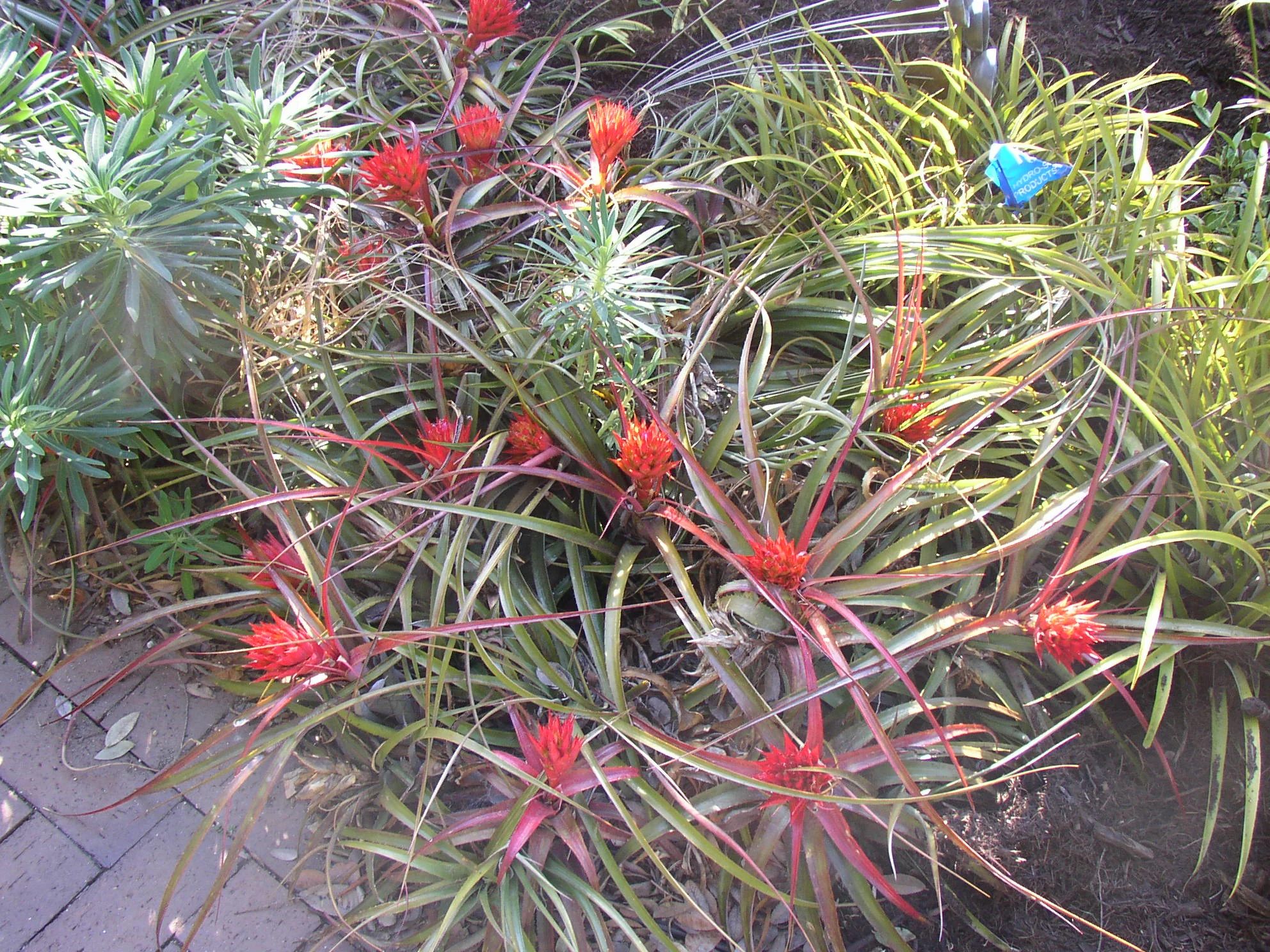 Aechmea recurvata rubra