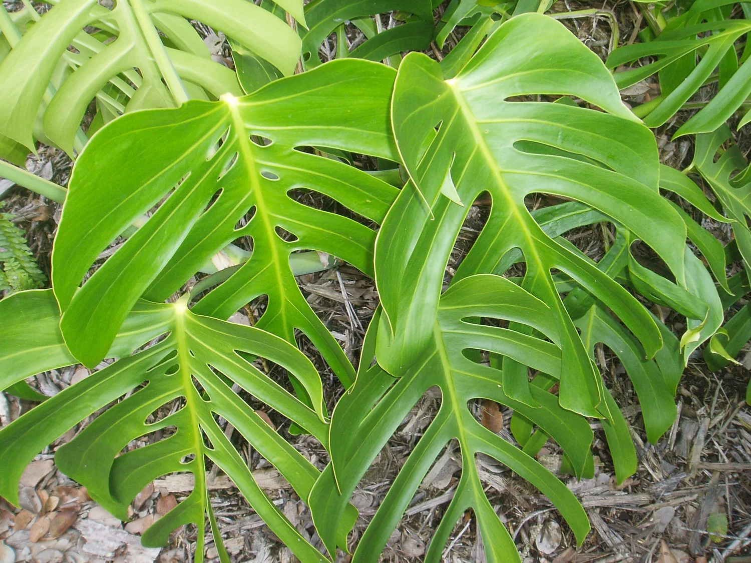 Monstera deliciosa var. sierrana  Vintage Green Farms with Tom Piergrossi