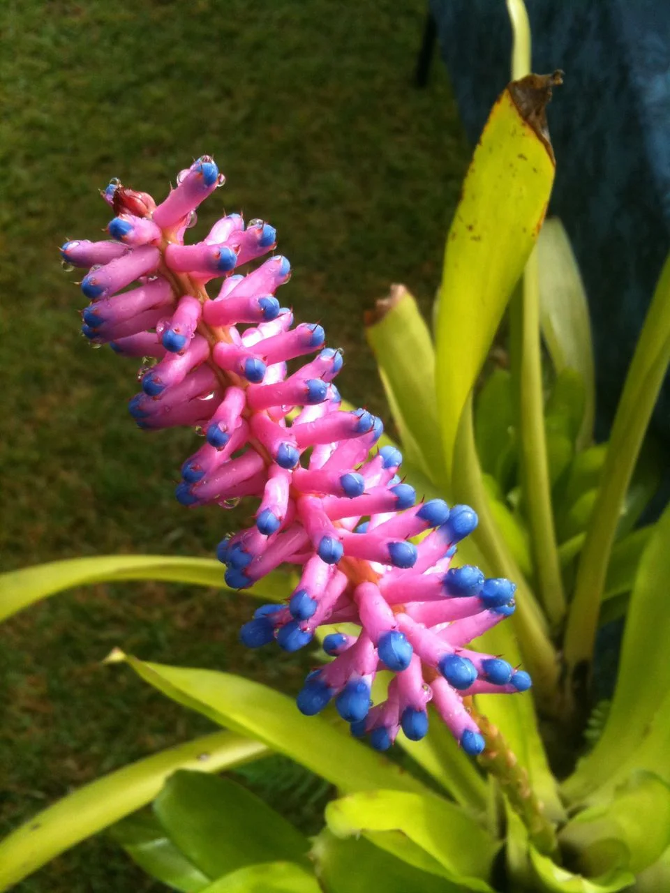 Aechmea_gamosepela.jpg