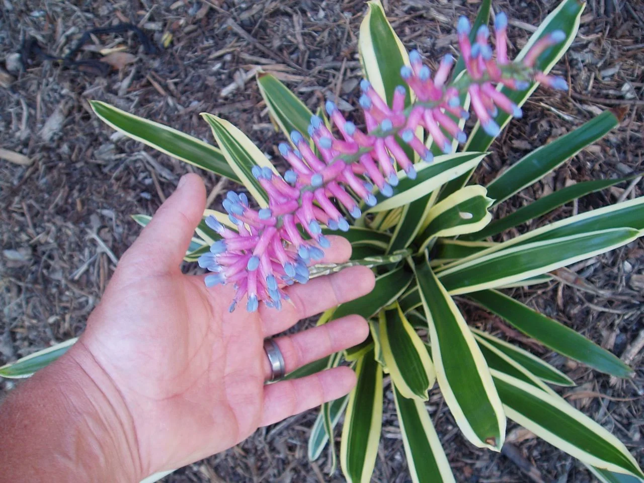 aechmea_gamosepela_lucky_strike.jpg