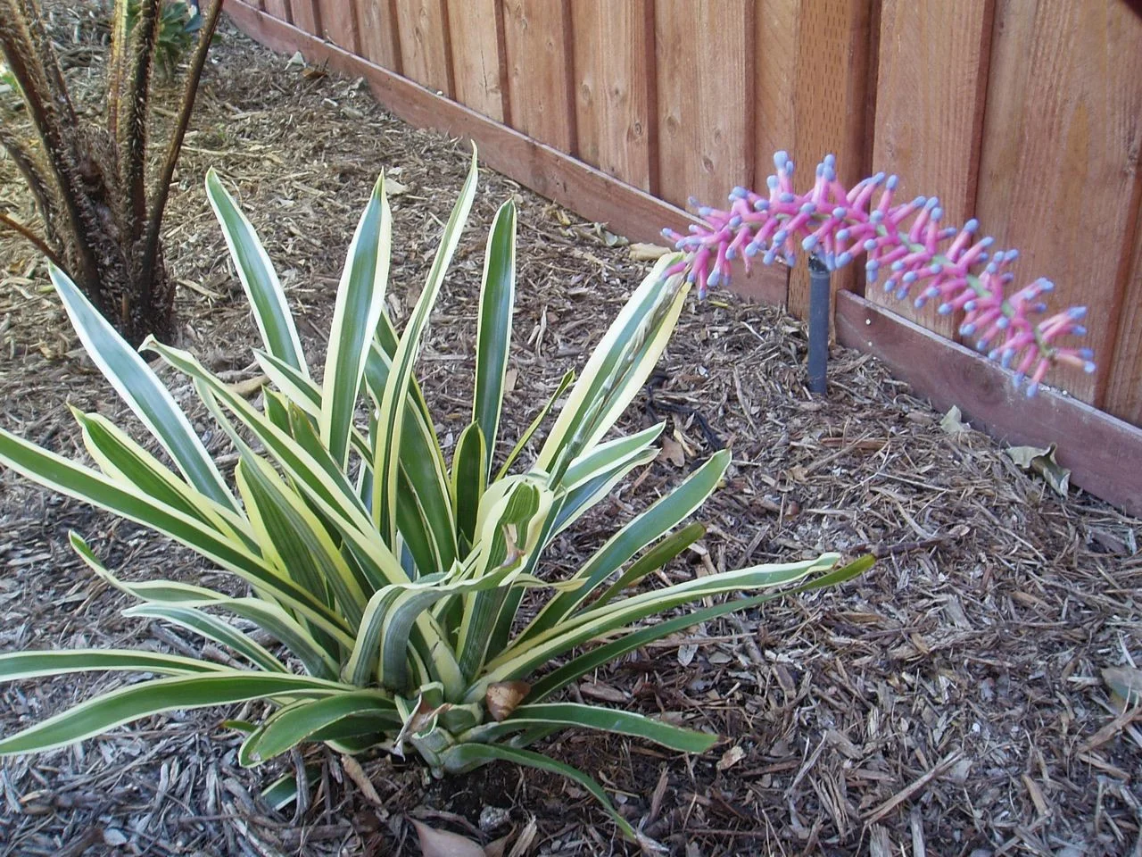 aechmea_gamosepela_lucky_strike__2.jpg