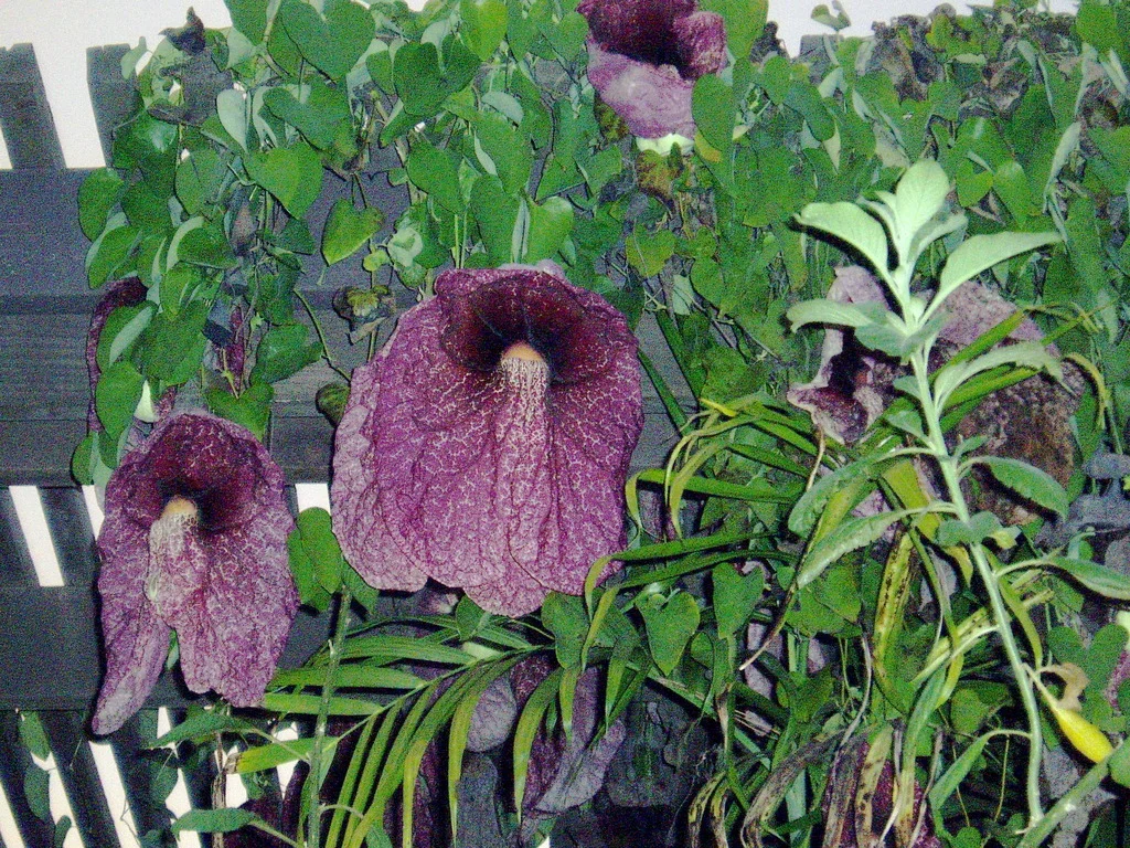 Aristolochia gigantea  Vintage Green Farms with Tom Piergrossi