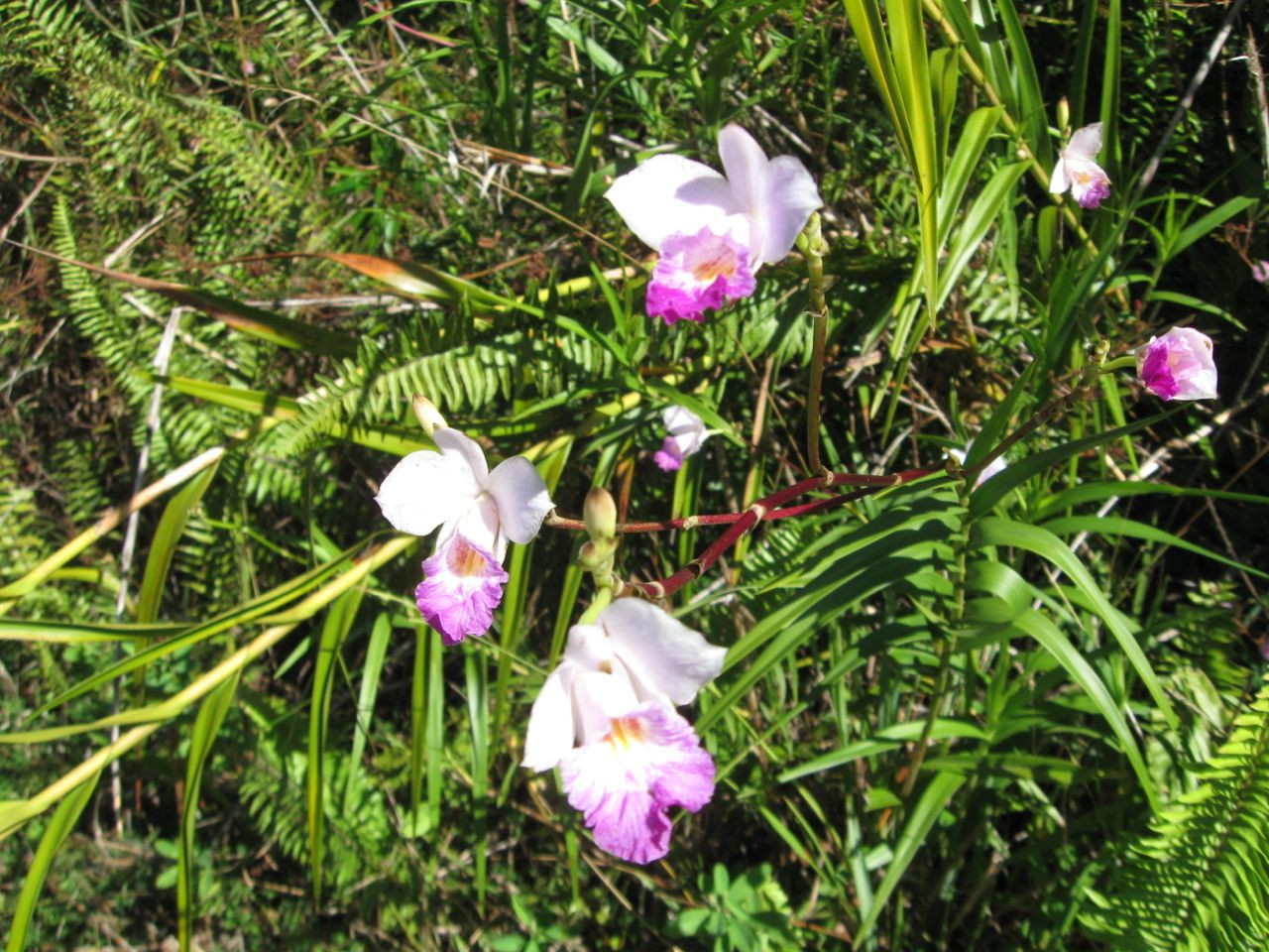 Arundina_bambusifolia.jpg