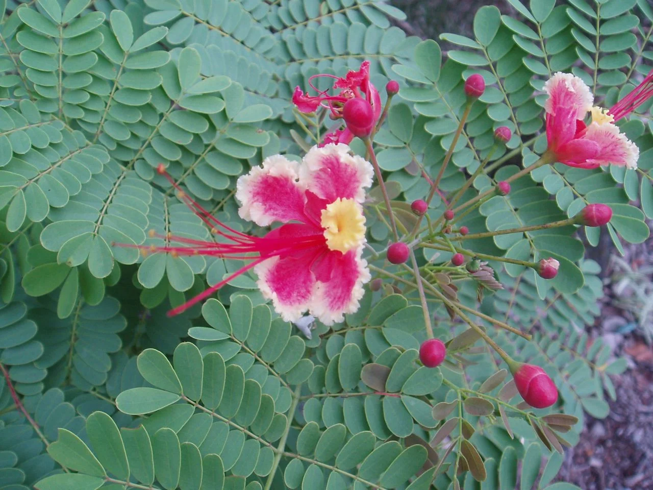 Caesalpinia_pulcherrima_Pink-2.jpg