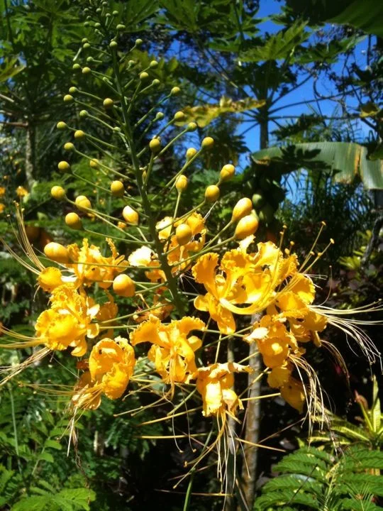 Caesalpinia_pulcherrima_Yellow.jpg