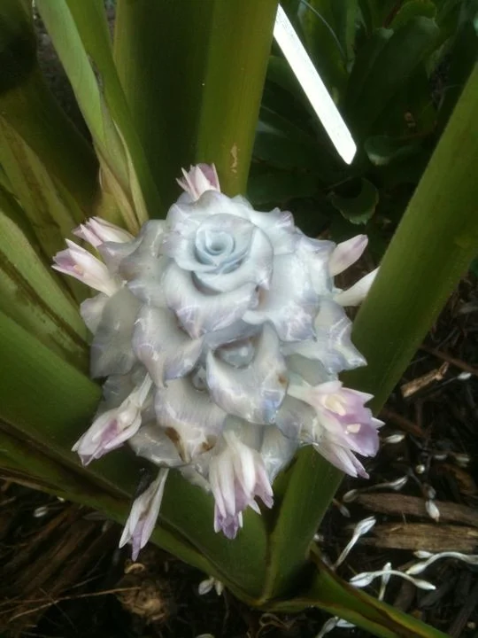 Calathea_burle-marxii_Blue_Ice.jpg