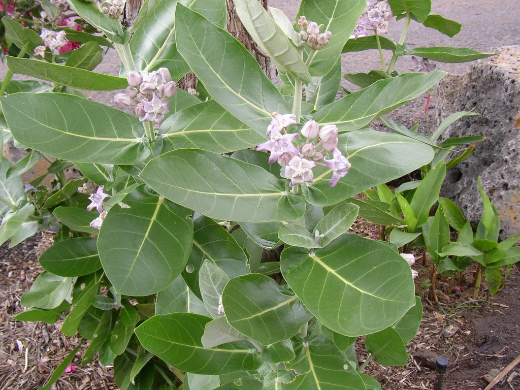 p1010010_1.jpg