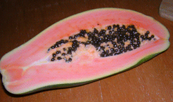 papaya.gif