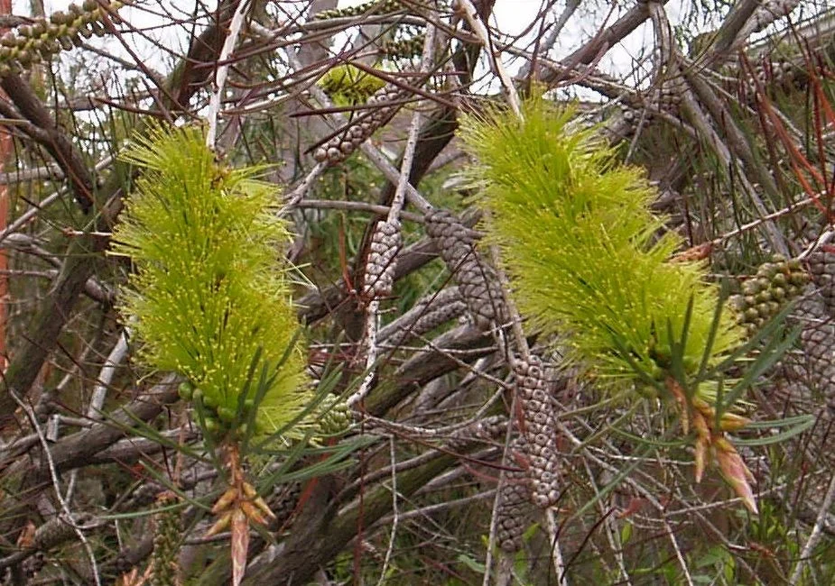Callistemon_pinifolia_Green.jpg