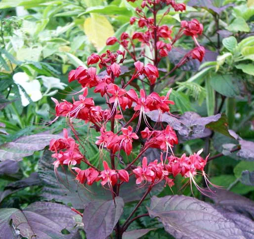 Clerodendrum_paniculatum_Borneo_Sunset.jpeg