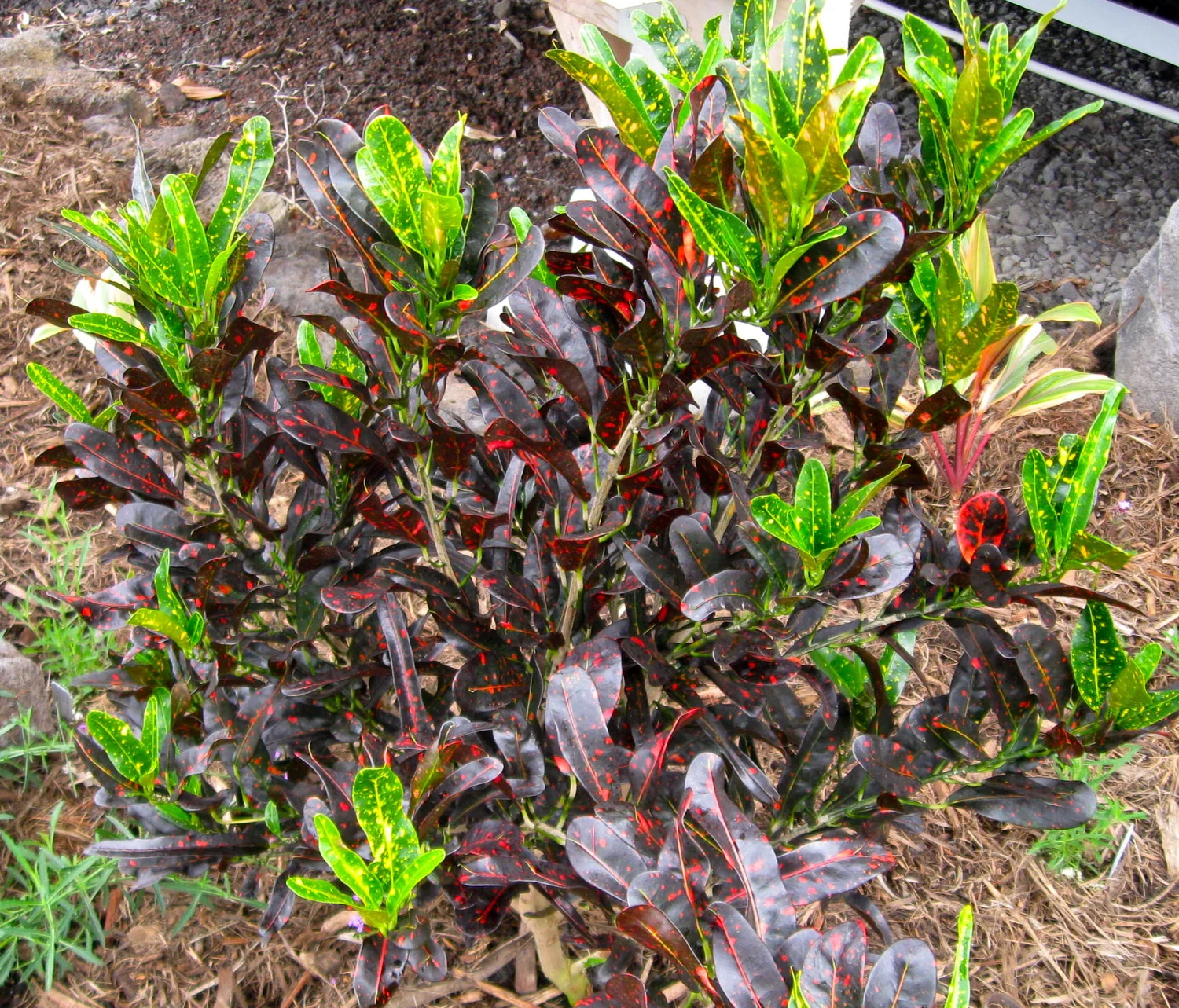 Codiaeum 'Batik'  Vintage Green Farms with Tom Piergrossi