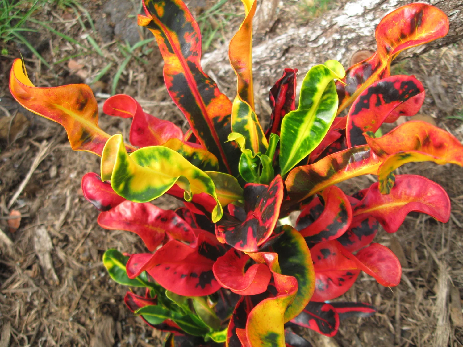 Codiaeum 'Mammy'  Vintage Green Farms with Tom Piergrossi