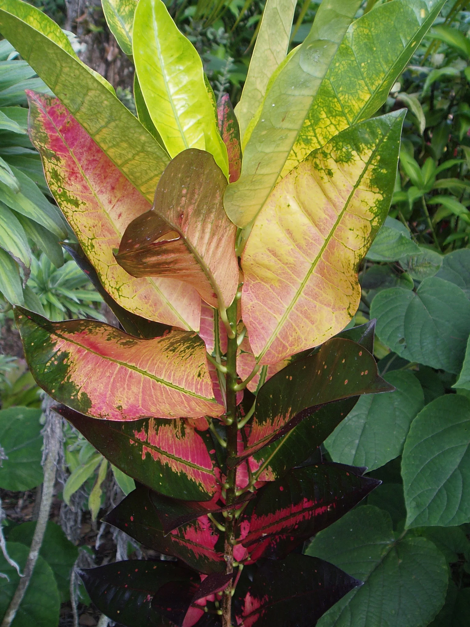 P1701024.jpg