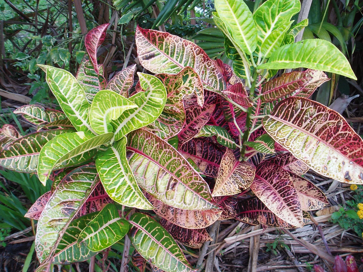 Codiaeum 'Rheedii'  Vintage Green Farms with Tom Piergrossi