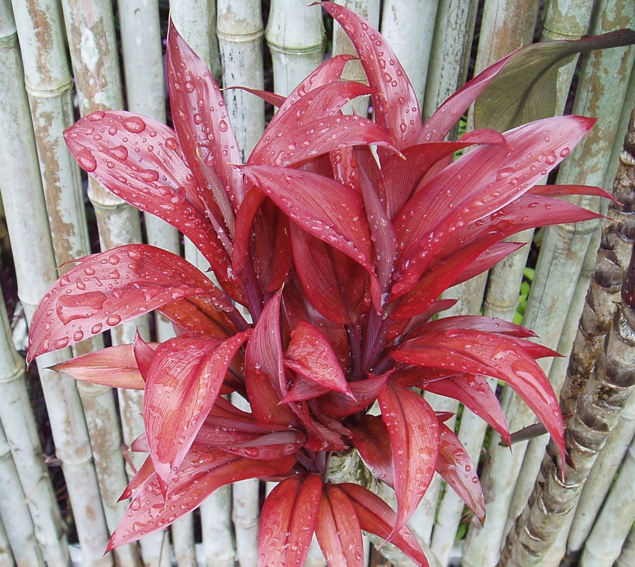 Cordyline_terminalis_Keelys_Golden.jpg