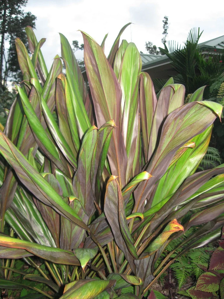 Cordylines - Ti Leaf — Vintage Green Farms with Tom Piergrossi